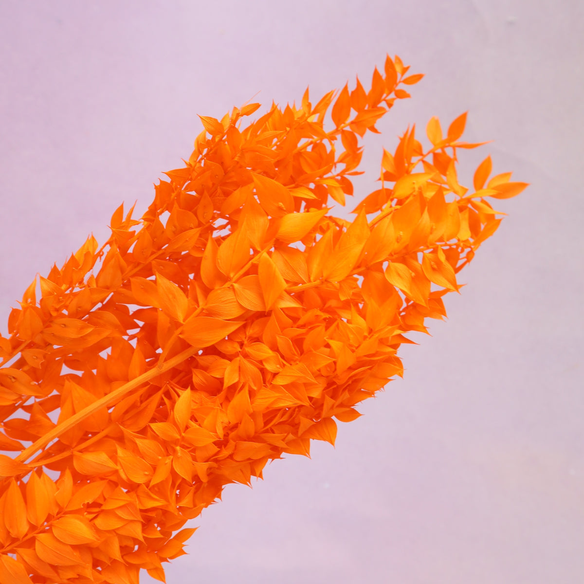Italian Ruscus Neon Orange