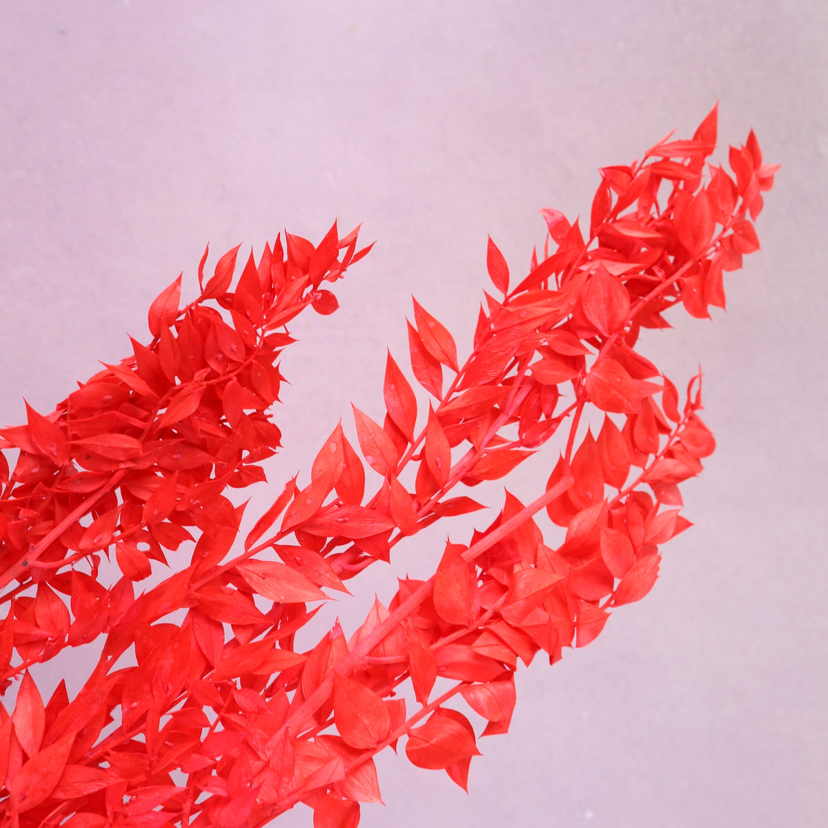 Italian Ruscus Bright Red