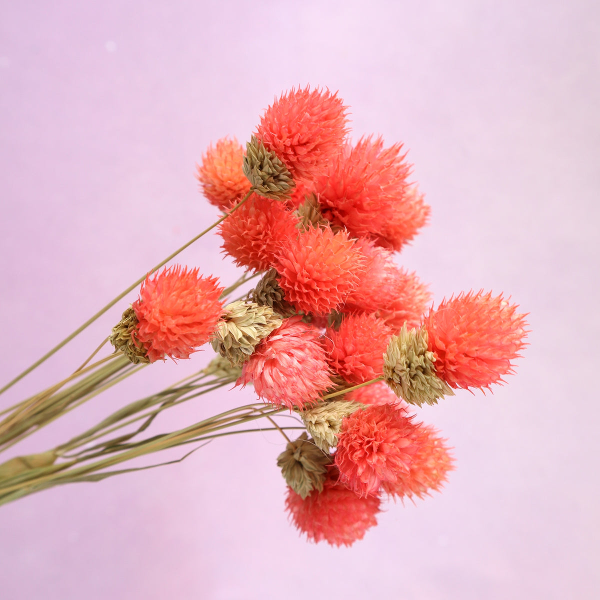 Globe Amaranth Pink
