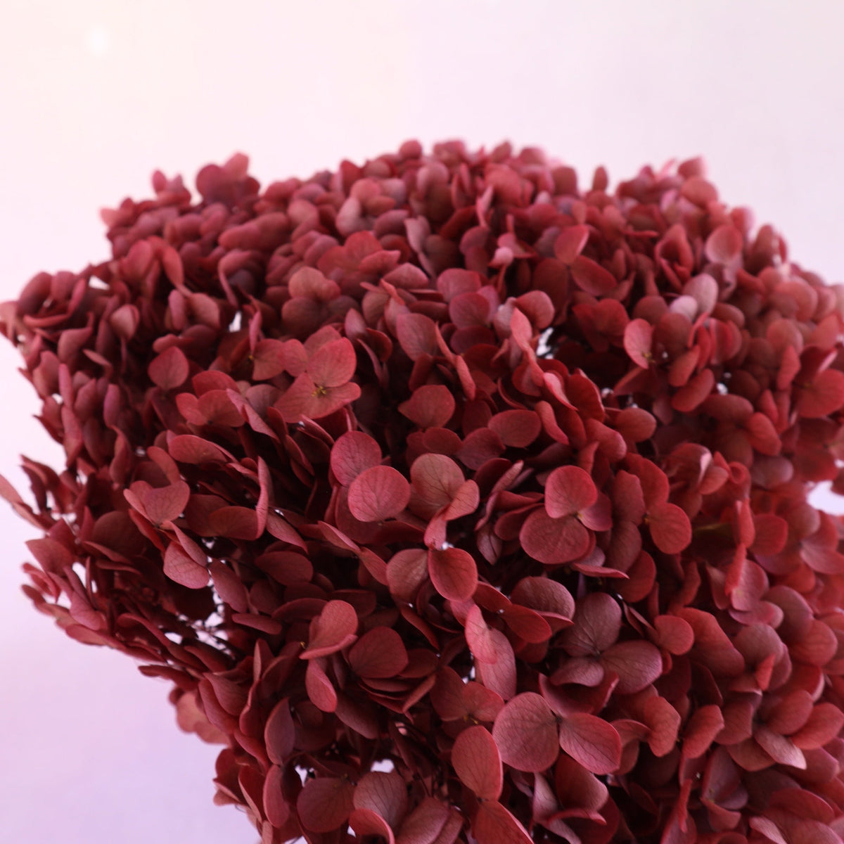Annabelle Hydrangea Raspberry Red