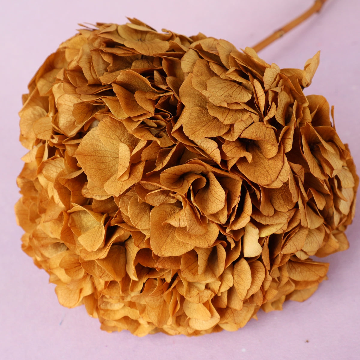 Hydrangea Bigleaf Antique Gold