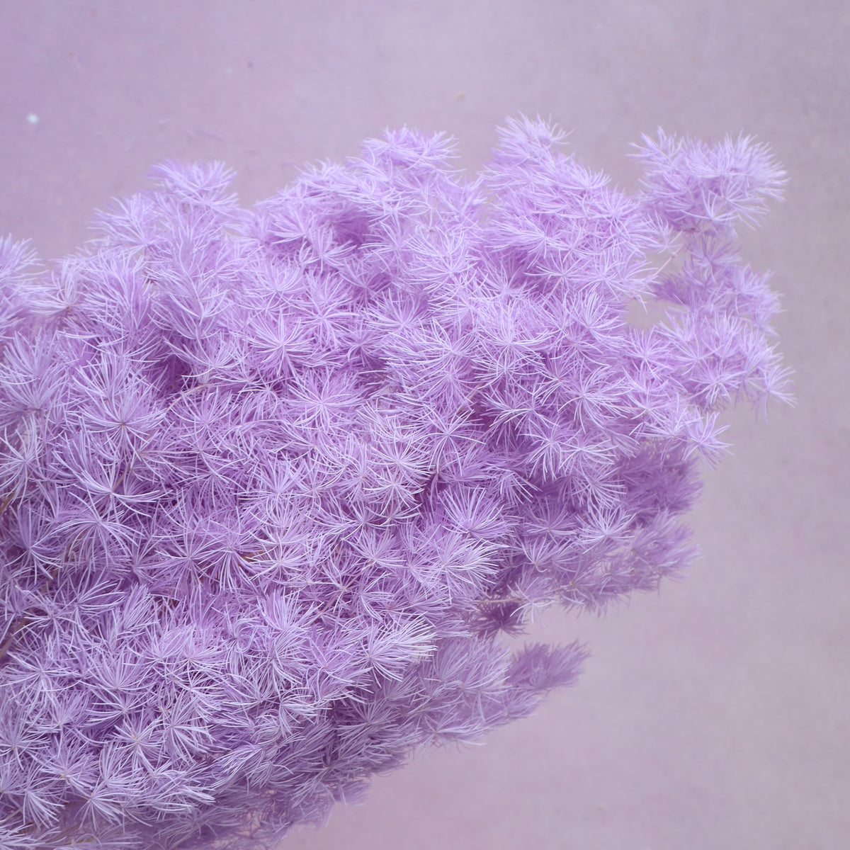 Ming Fern Lavender