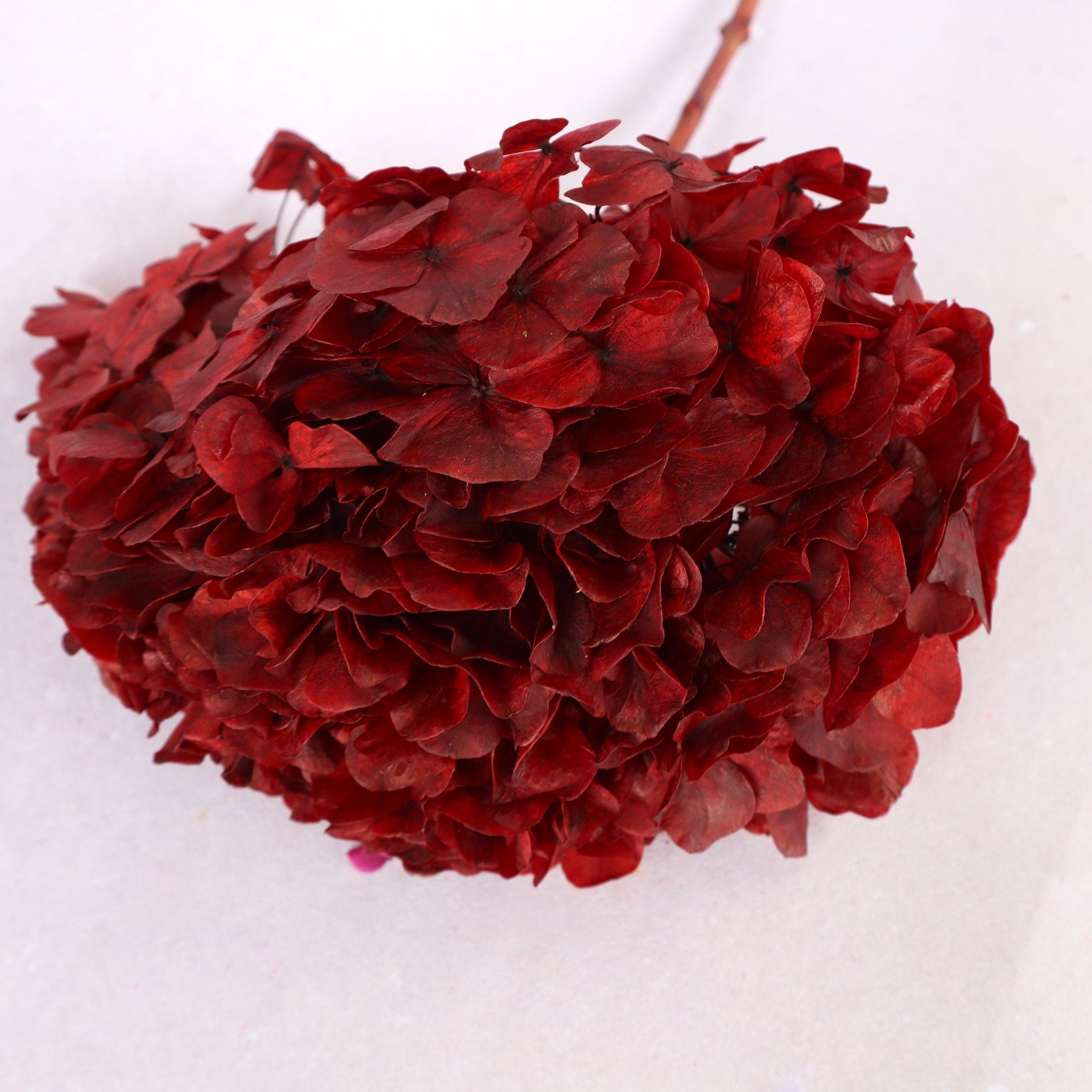 Hydrangea Bigleaf Wine Red