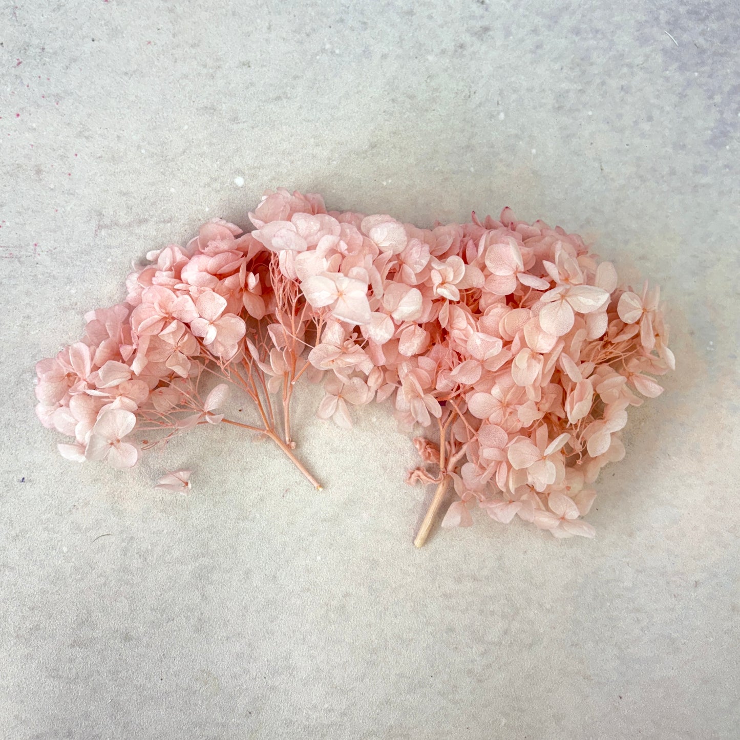 Annabelle Hydrangea 100g Box Light Pink