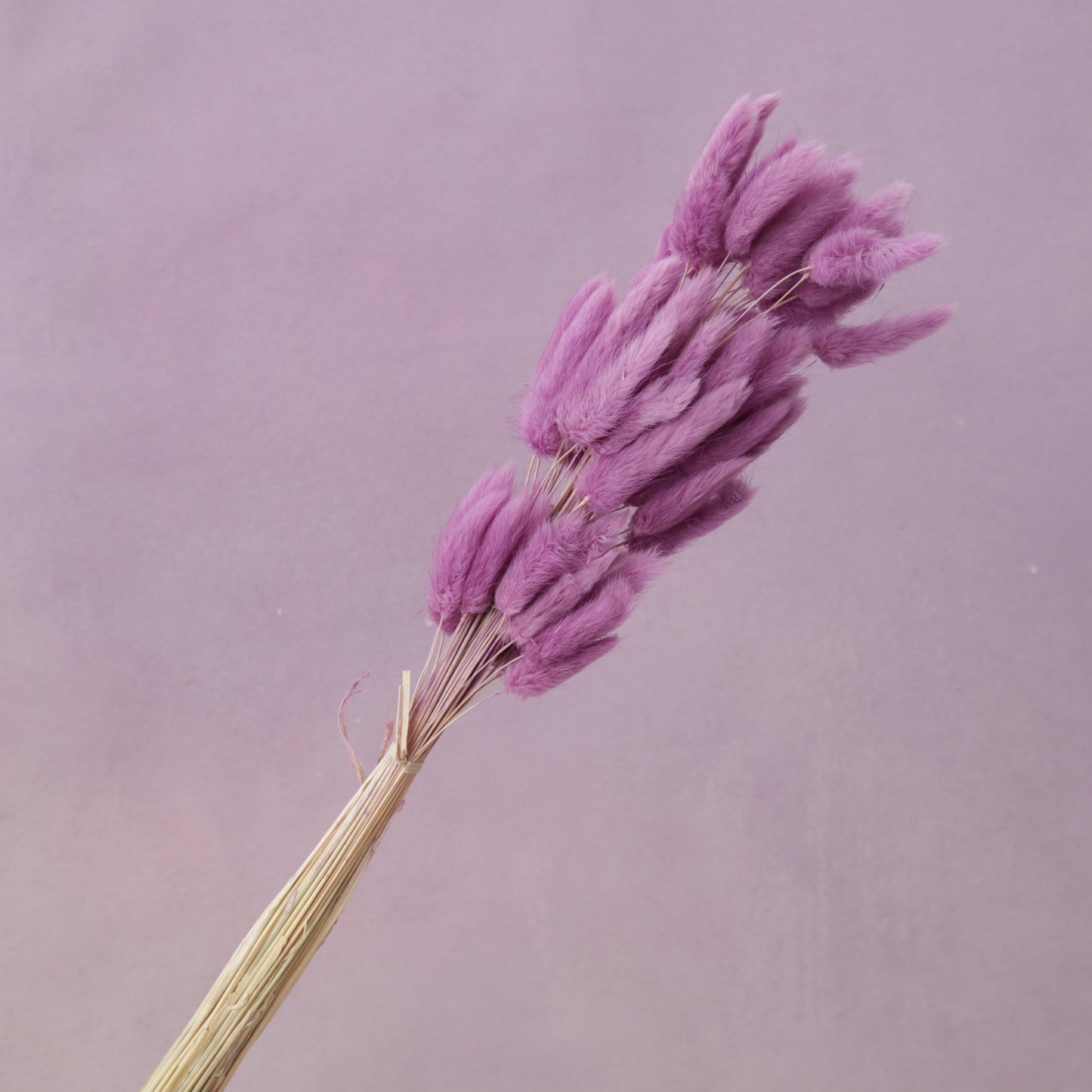 Bunny Tails Orchid Purple