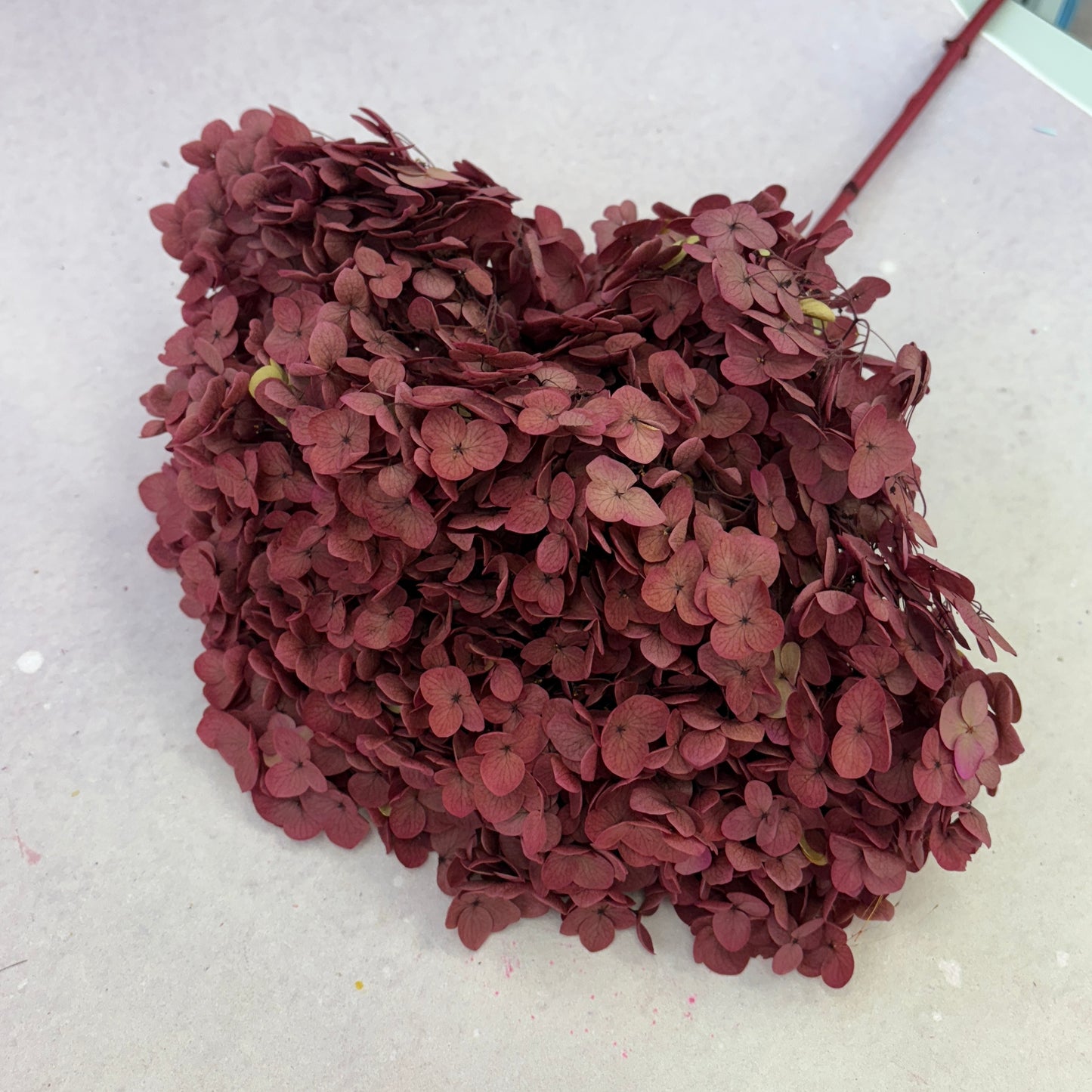 Annabelle Hydrangea Vintage Maroon