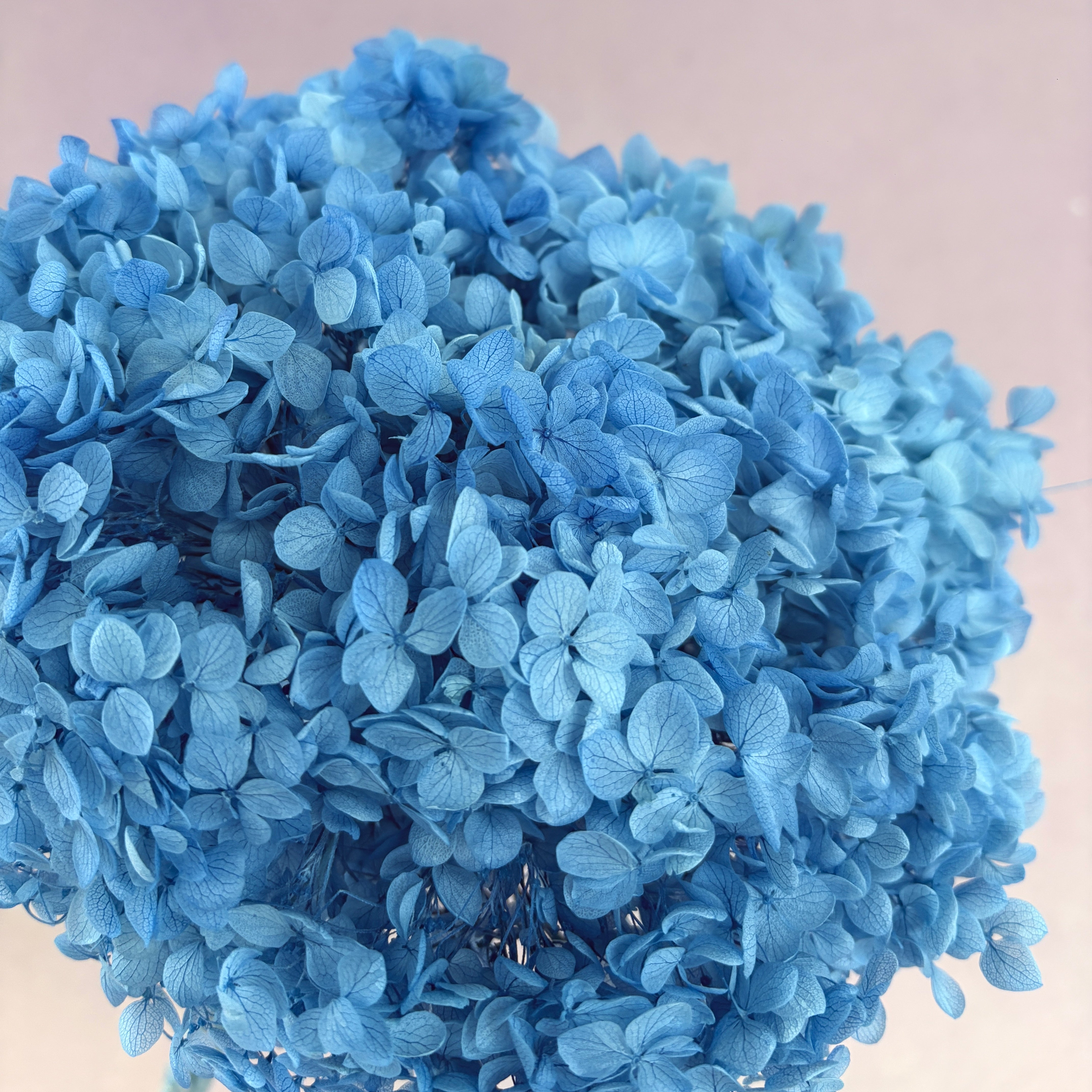 Annabelle Hydrangea Sky Blue