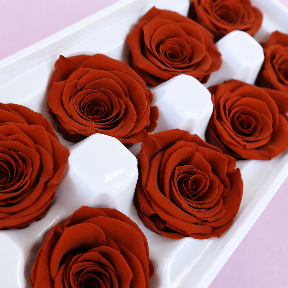 Rose Rust Red 8 Heads