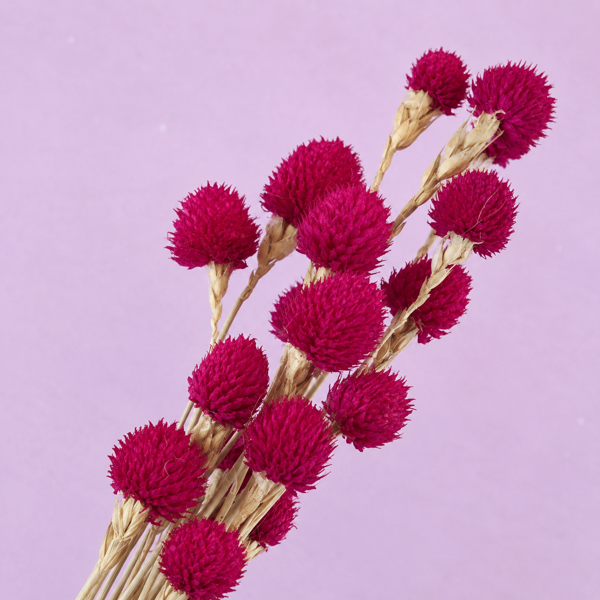 Globe Amaranth Magenta