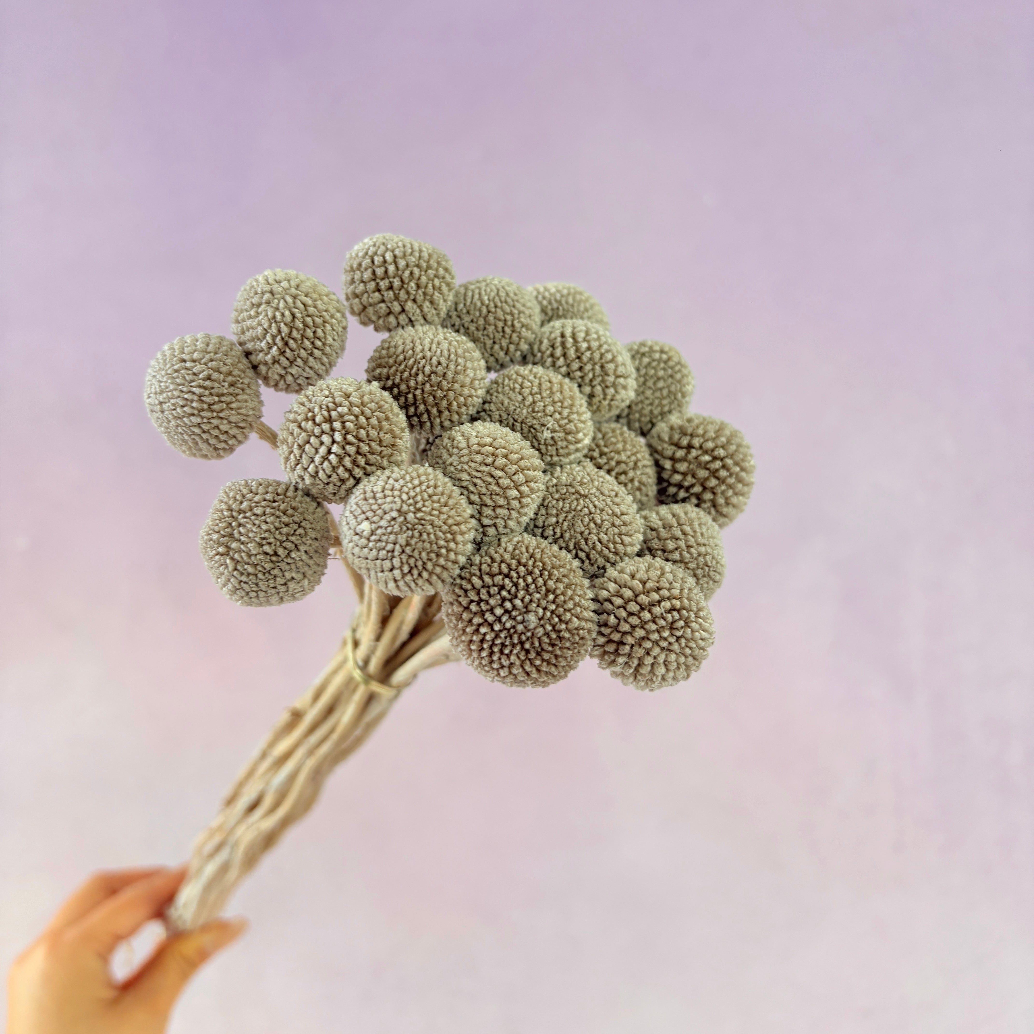 Billy Button Khaki