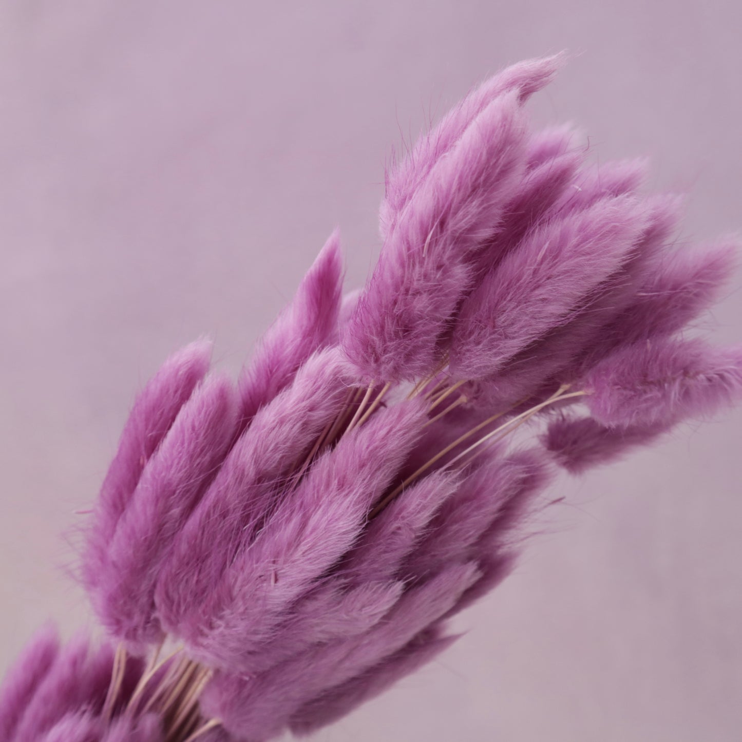 Bunny Tails Orchid Purple