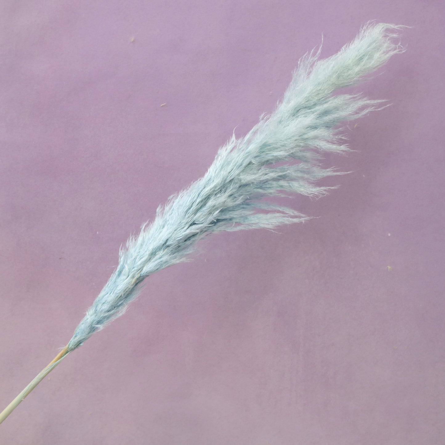 Pampas Grass Baby Blue