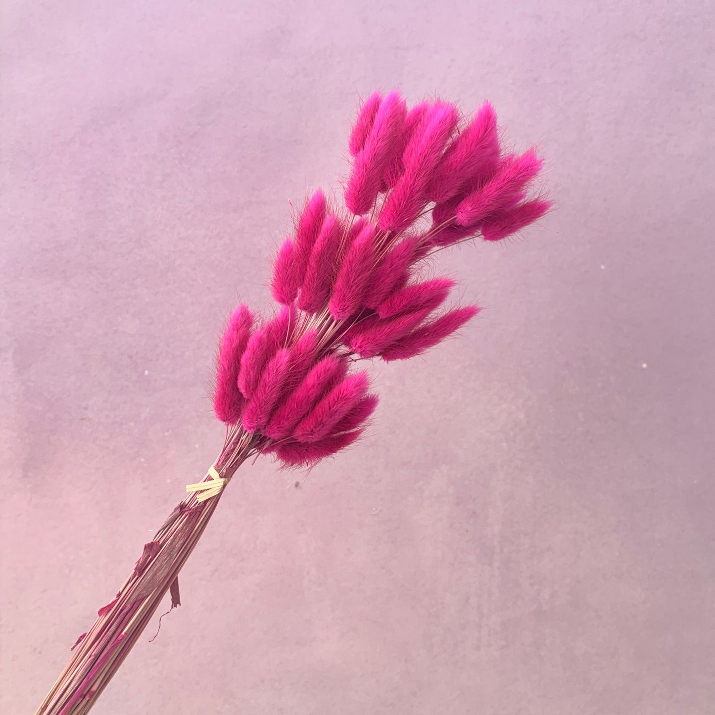 Bunny Tails Magenta