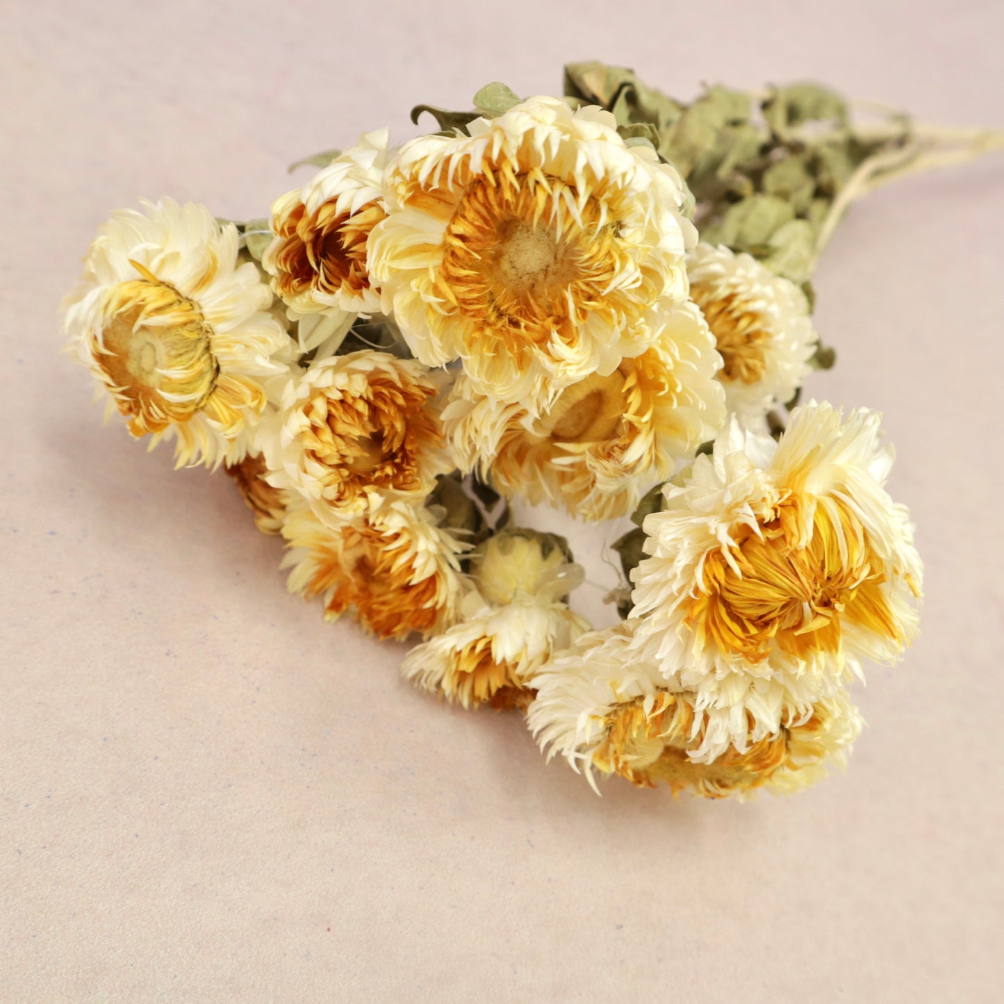 Strawflowers Ombré Yellow