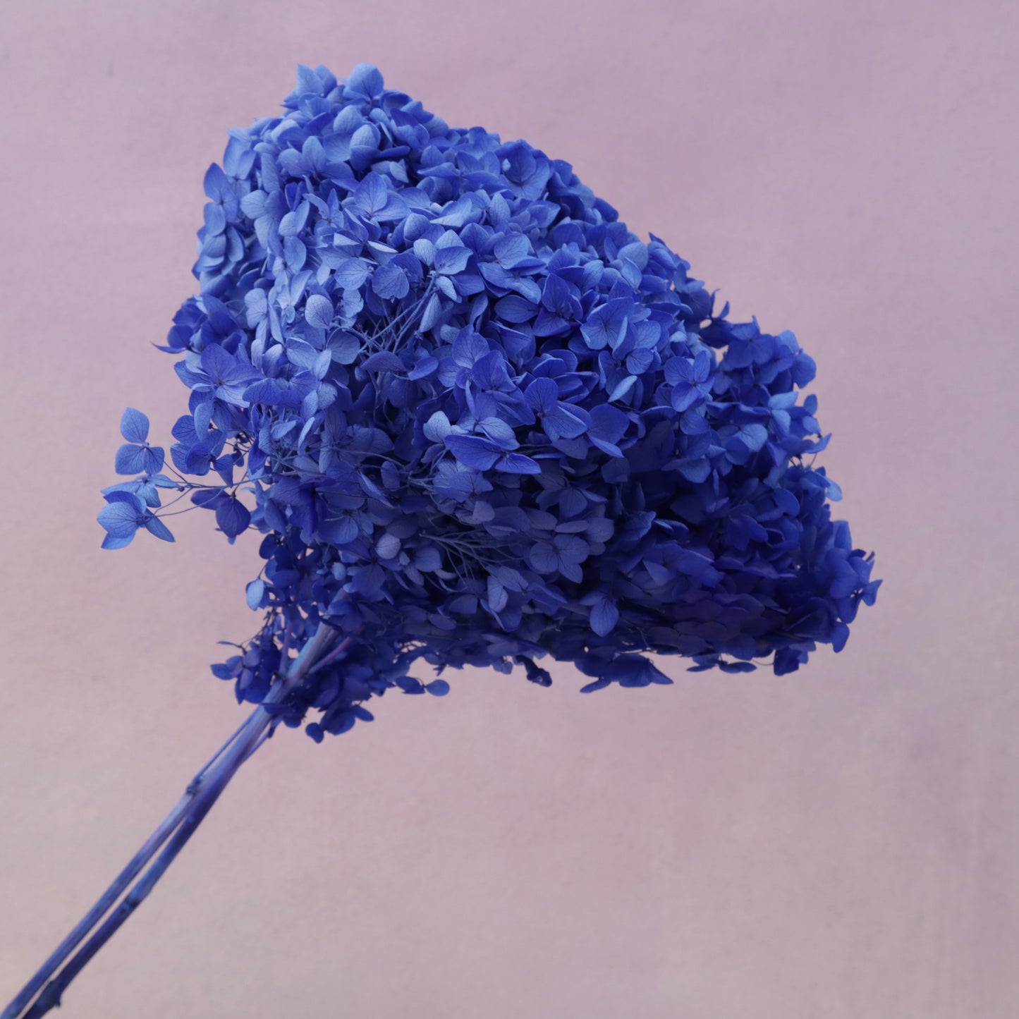 Annabelle Hydrangea Royal Blue