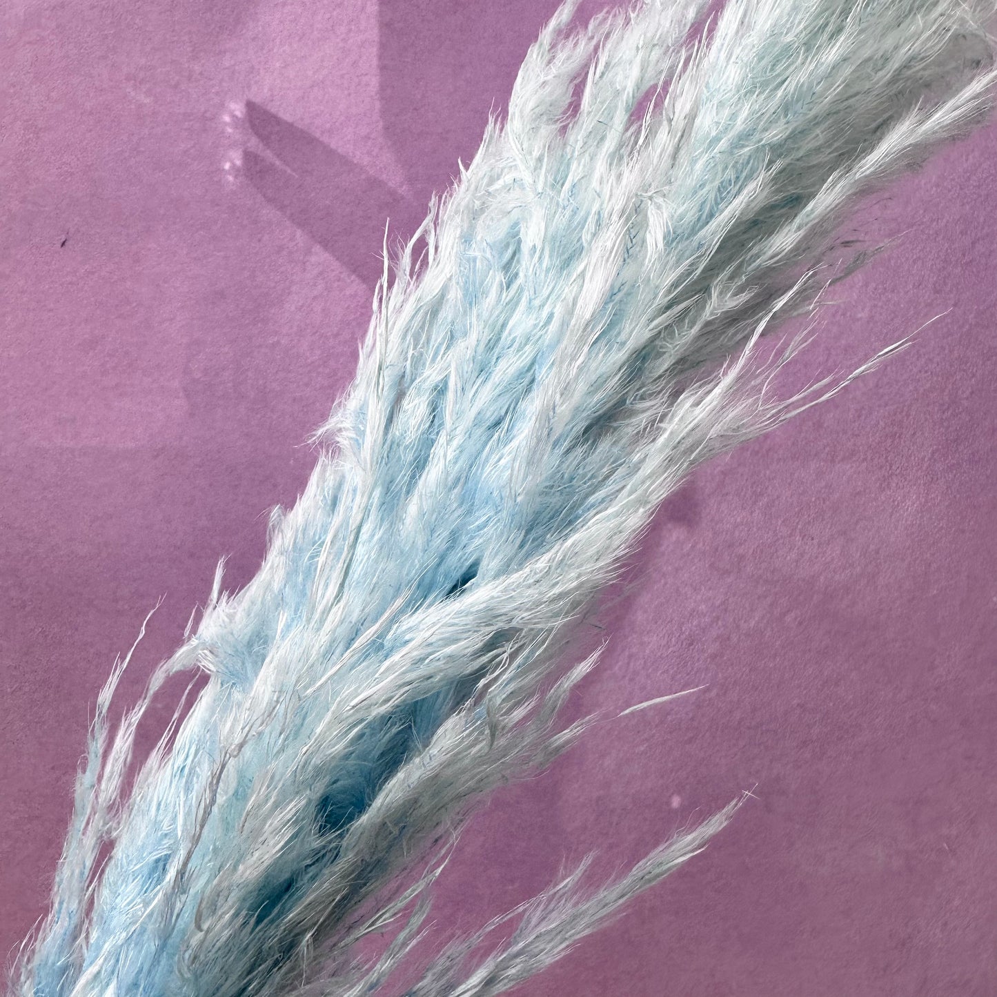 Pampas Grass Baby Blue