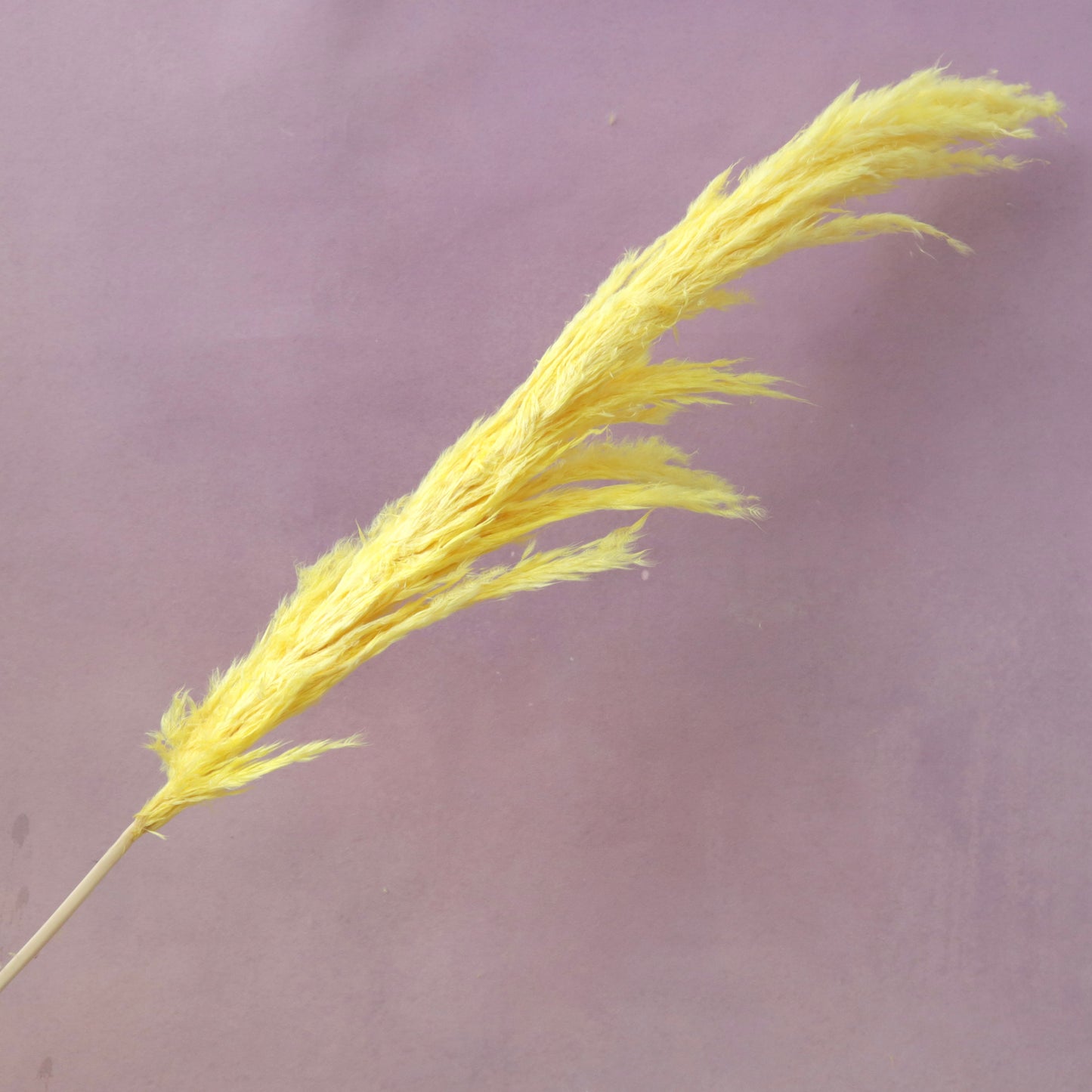 Pampas Grass Yellow