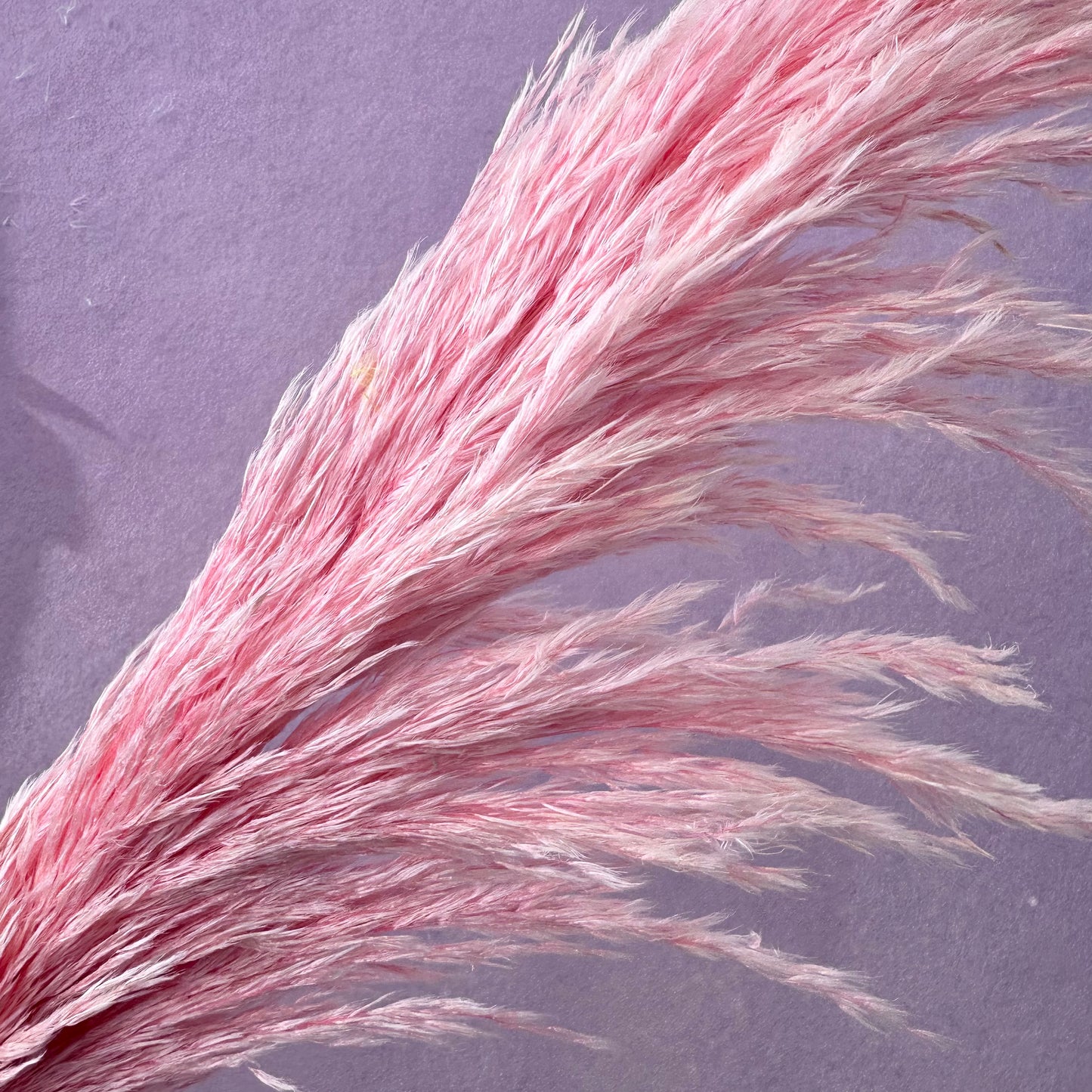 Pampas Grass Baby Pink