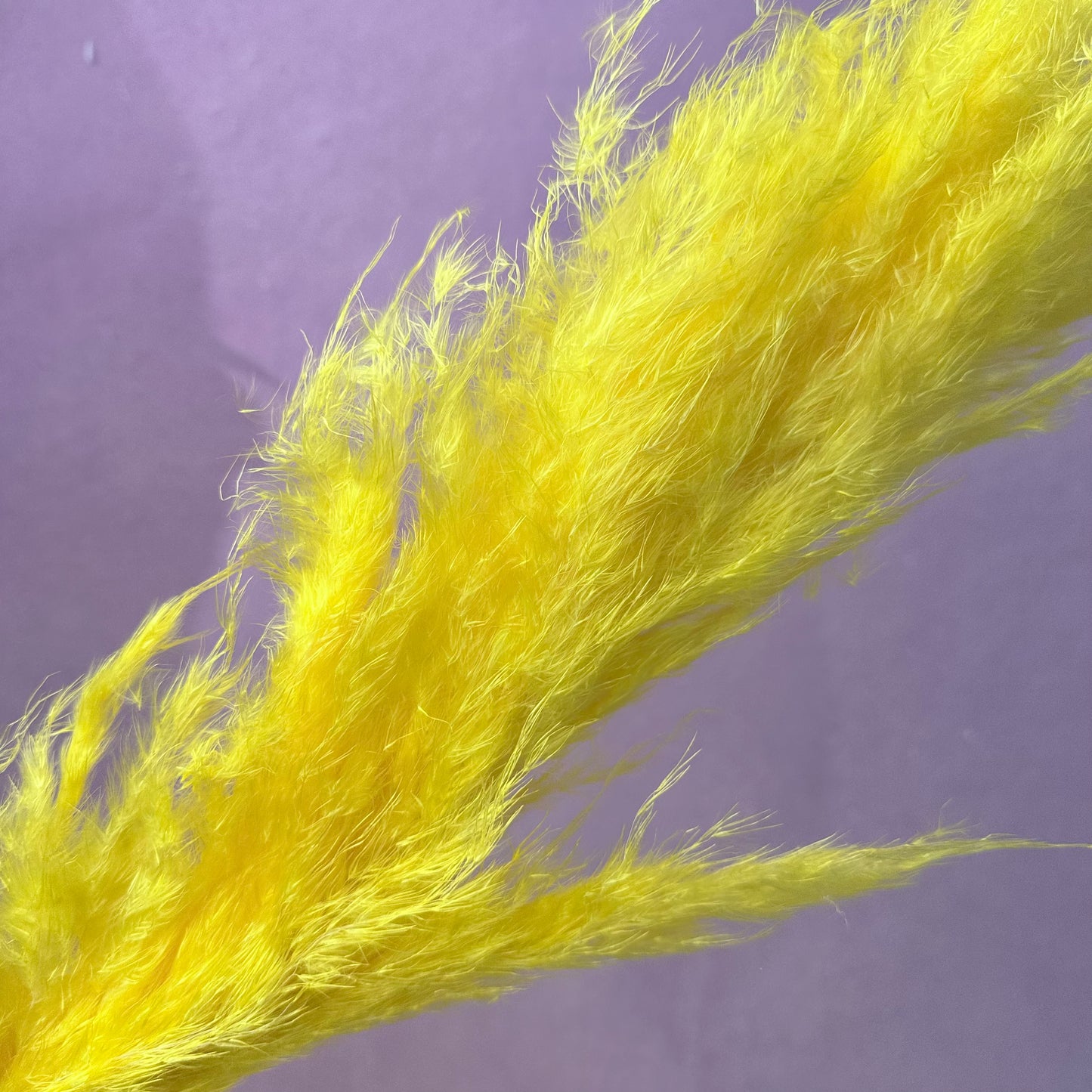 Pampas Grass Yellow