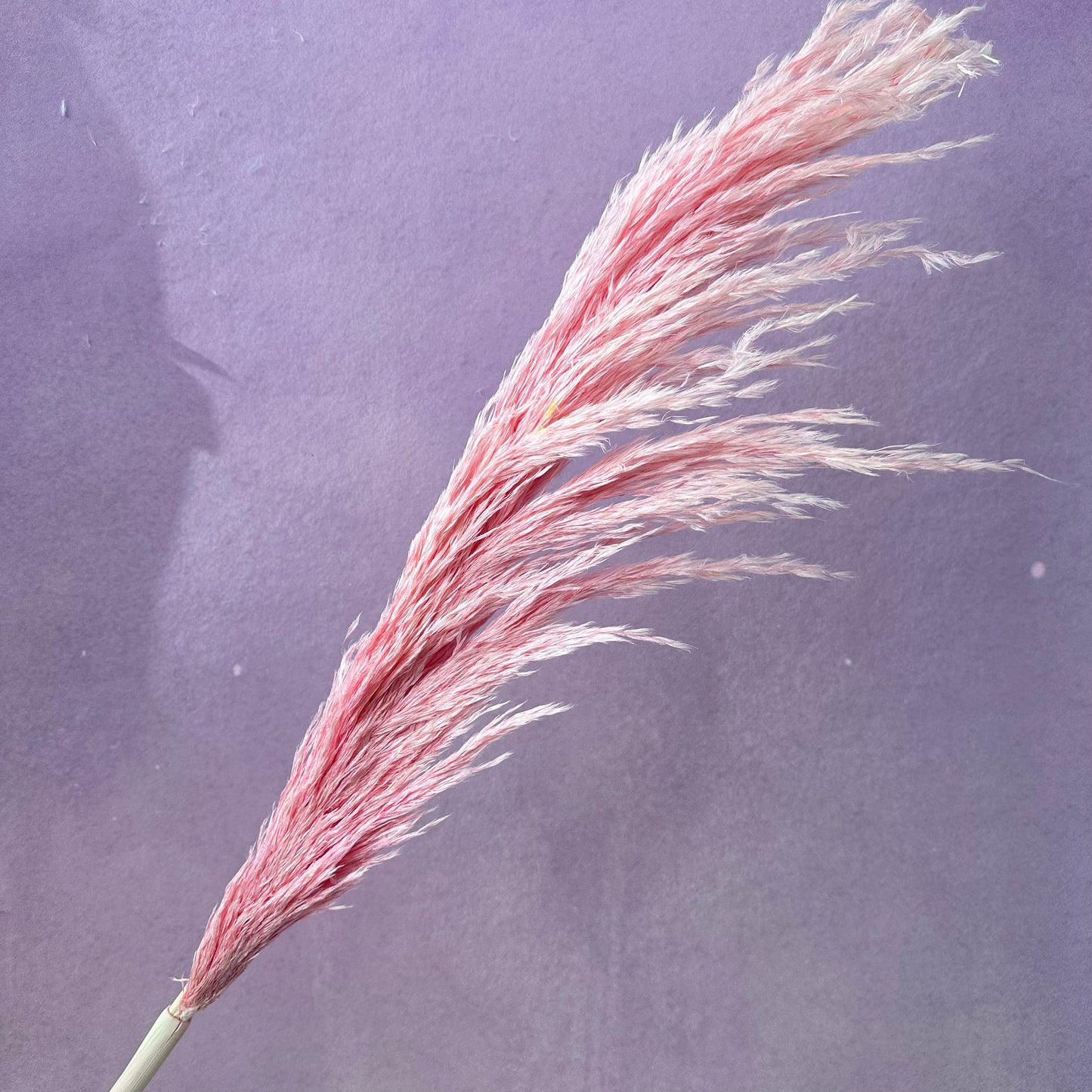 Pampas Grass Baby Pink