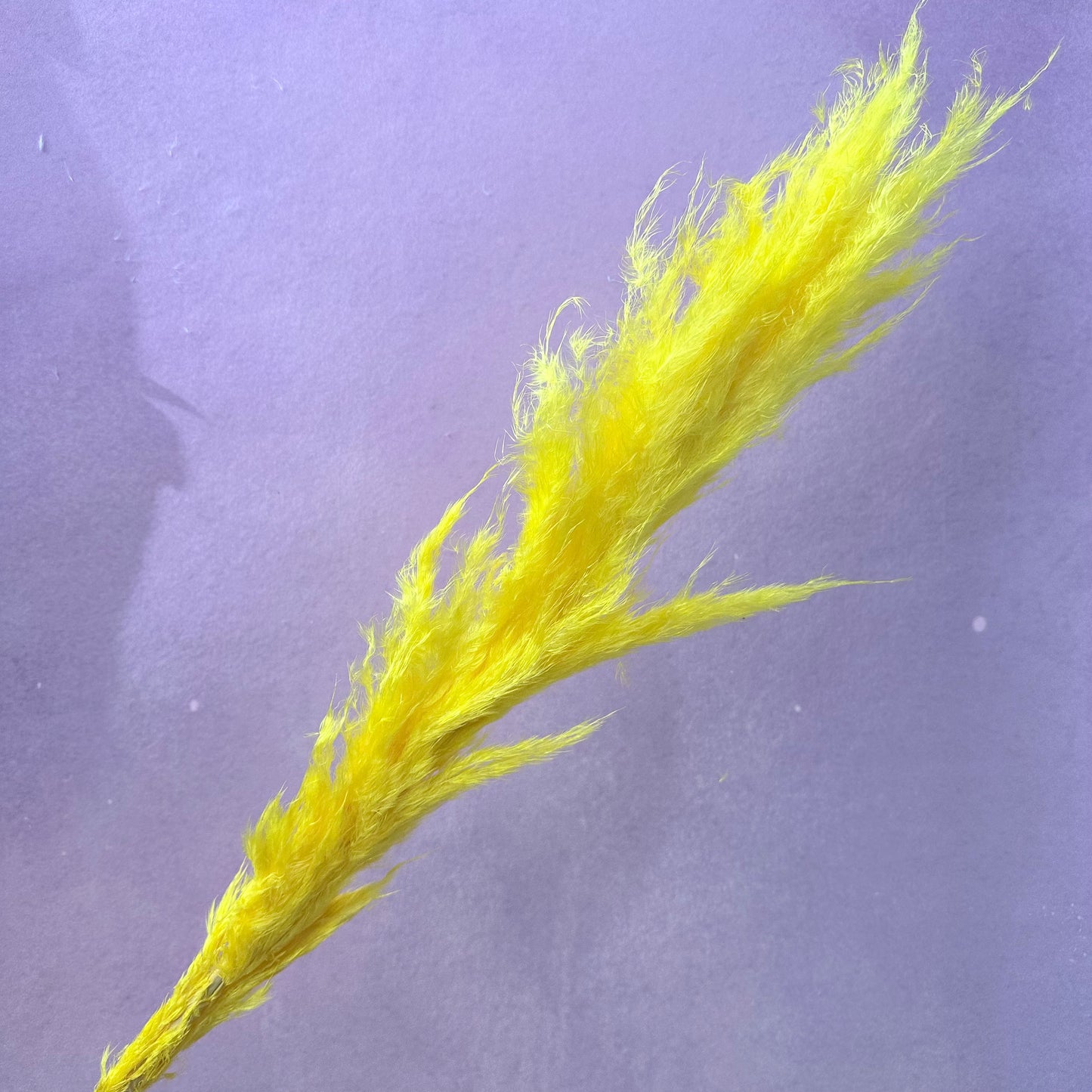 Pampas Grass Yellow