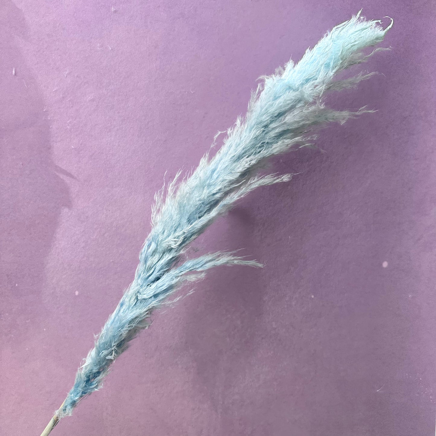 Pampas Grass Baby Blue