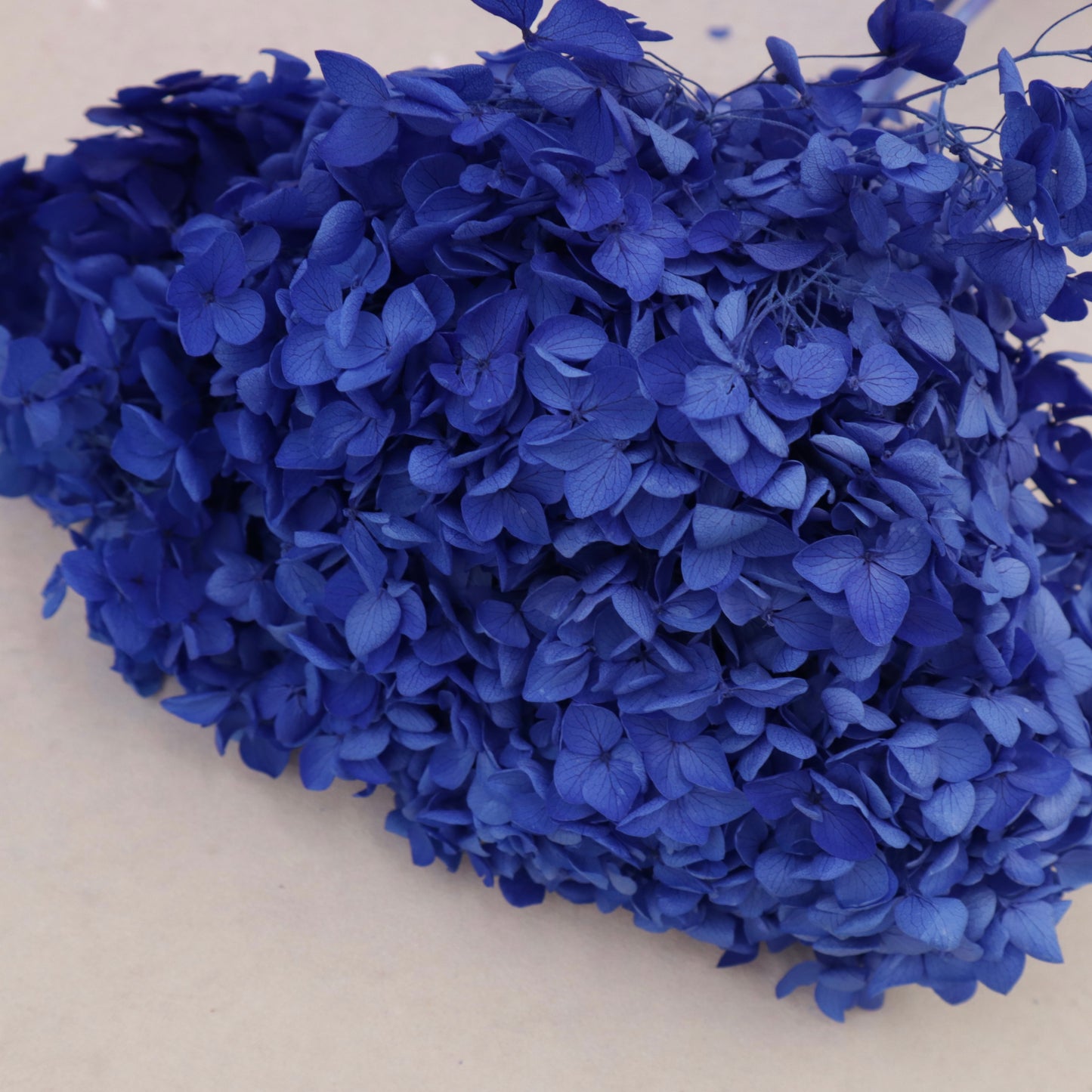 Annabelle Hydrangea Royal Blue