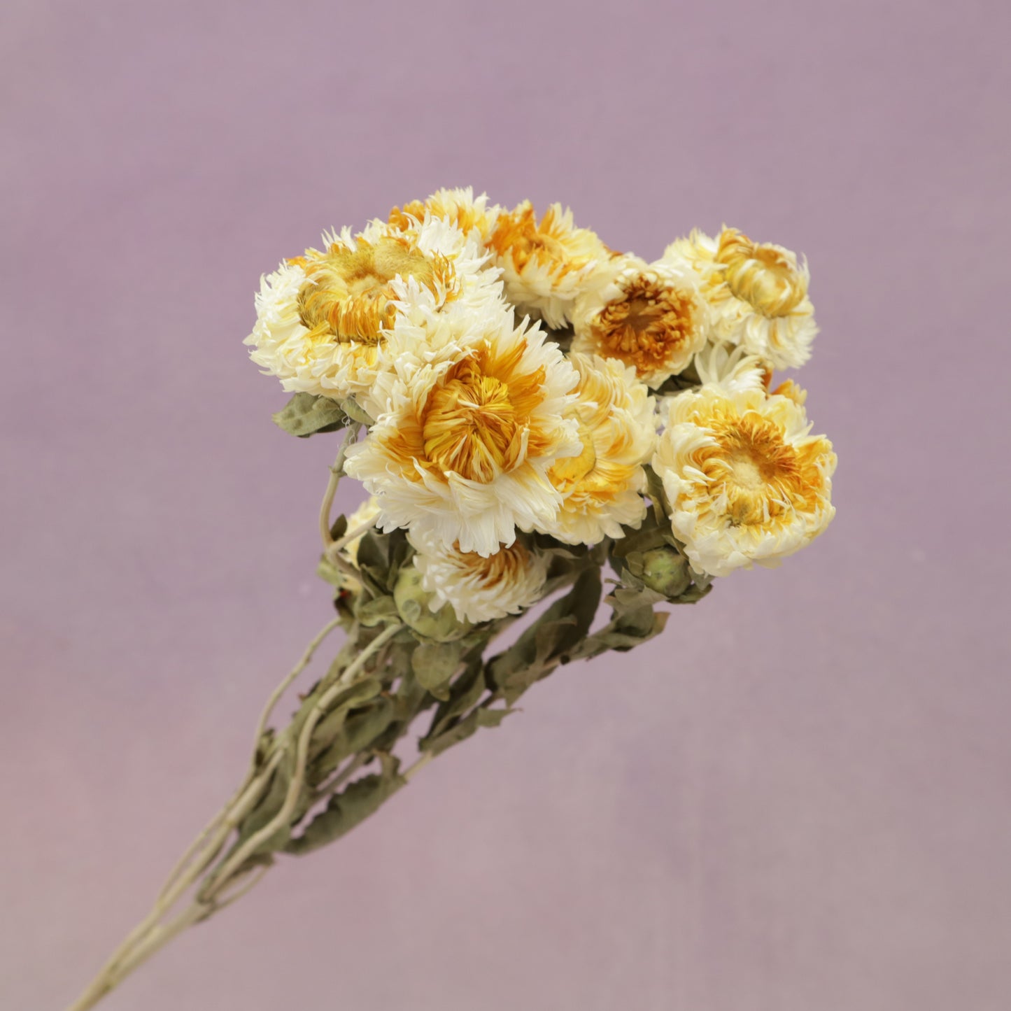 Strawflowers Ombré Yellow