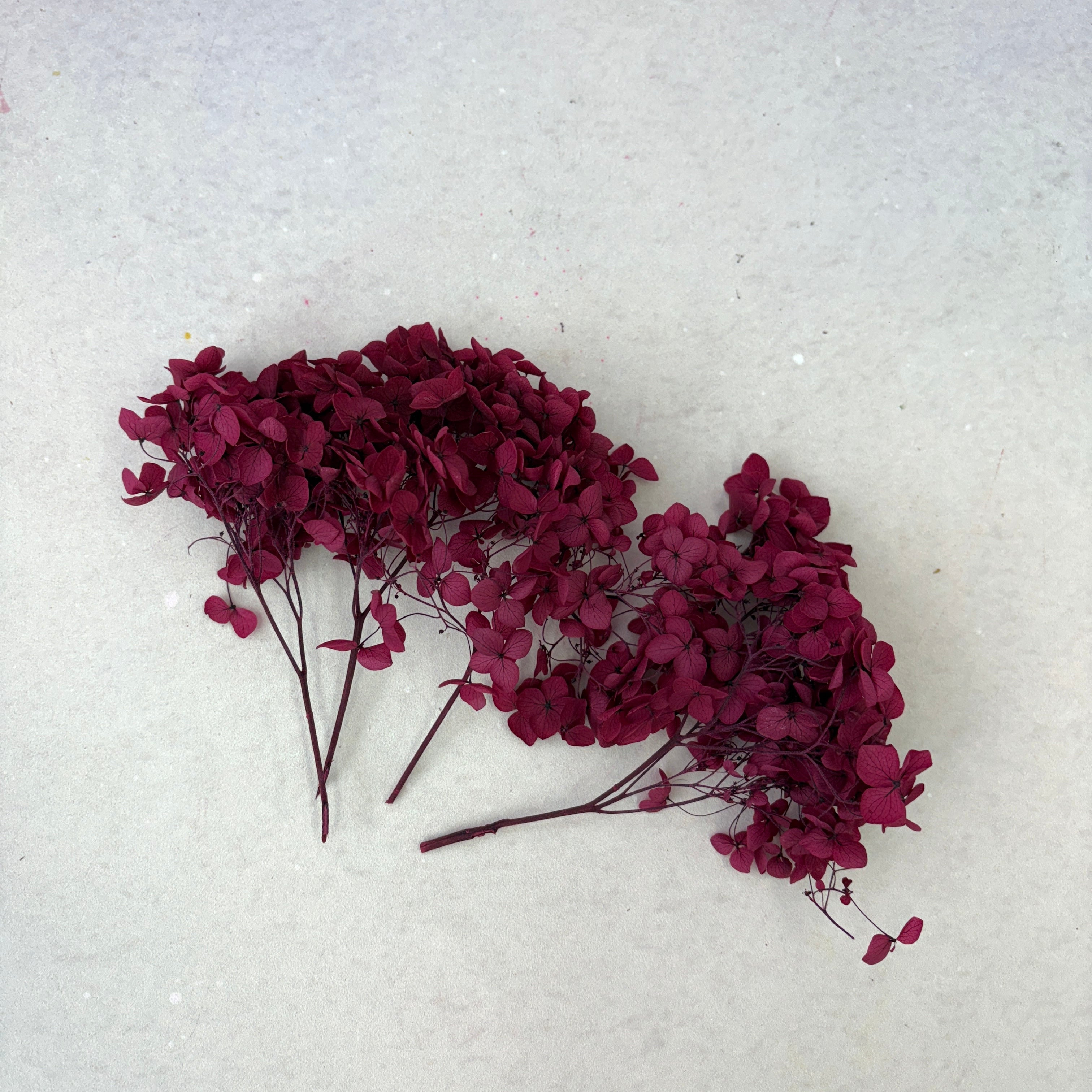 Annabelle Hydrangea 100g Dark Red
