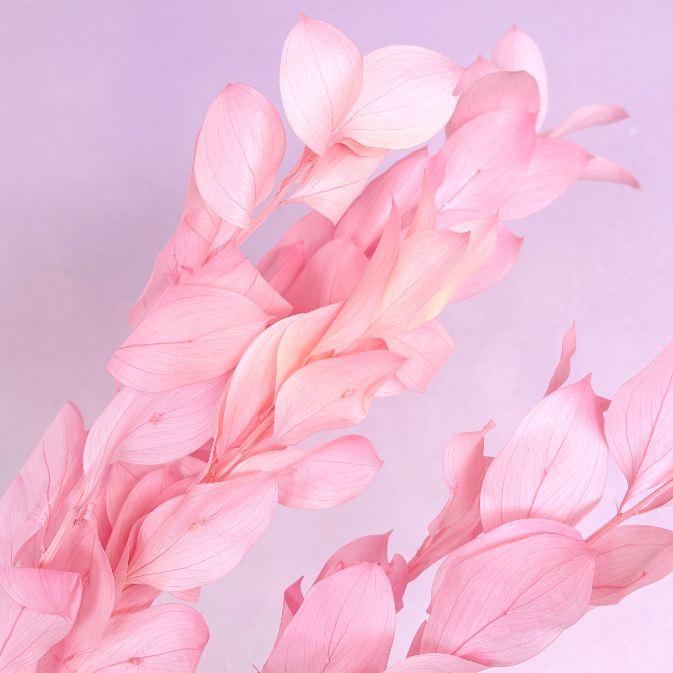 Ruscus Big Leaf Pink