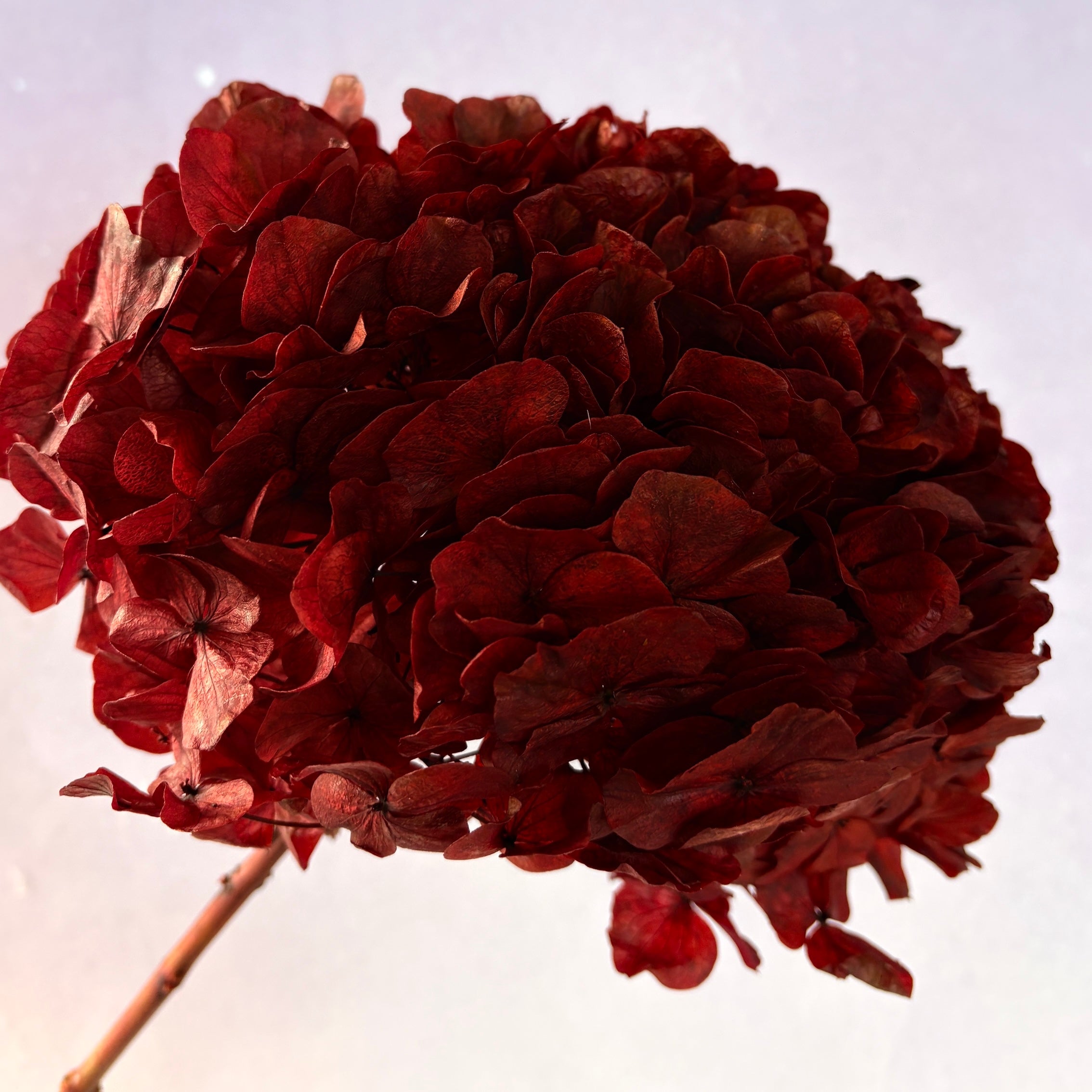 Hydrangea Bigleaf Wine Red