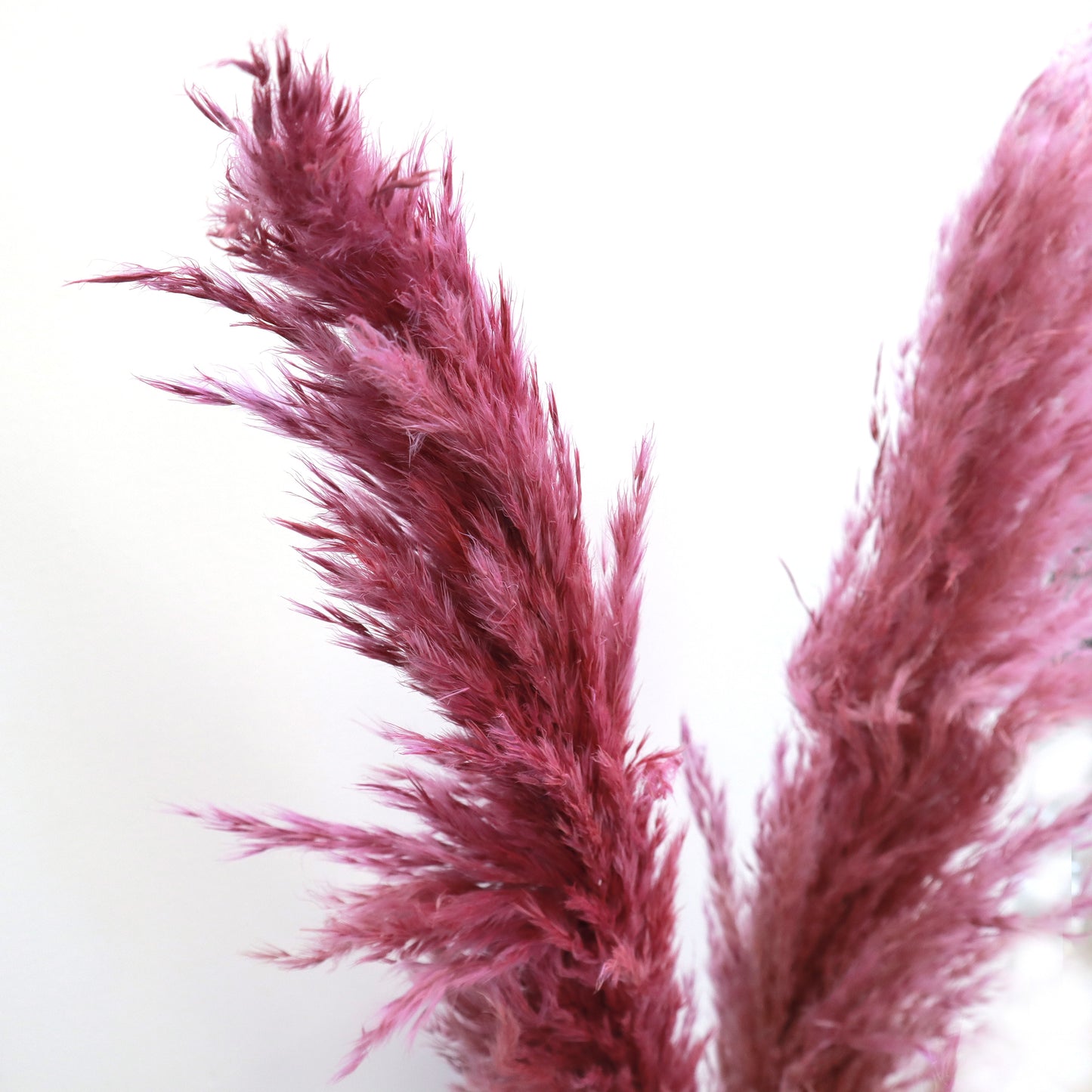Pampas Grass Magenta