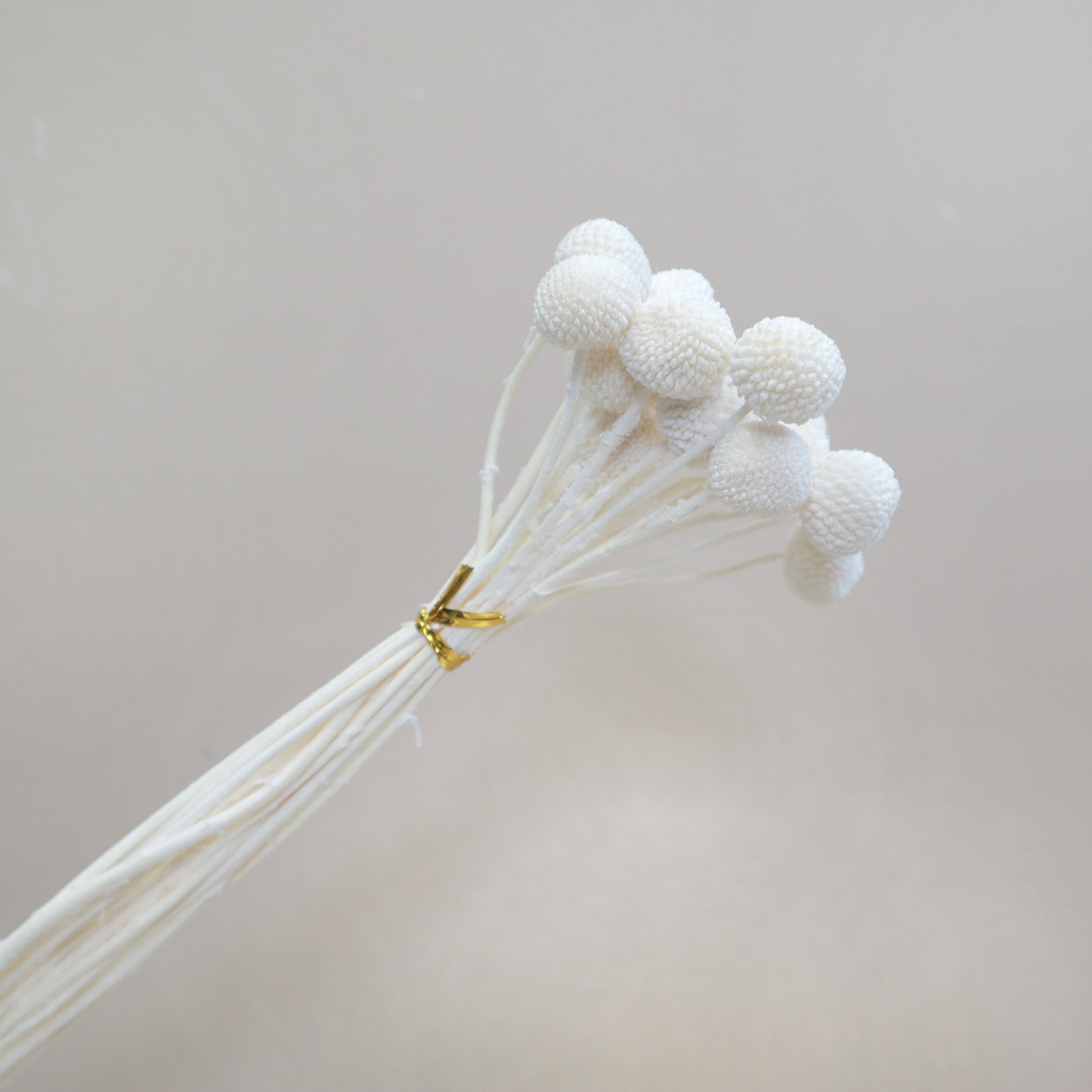 Billy Button Off White