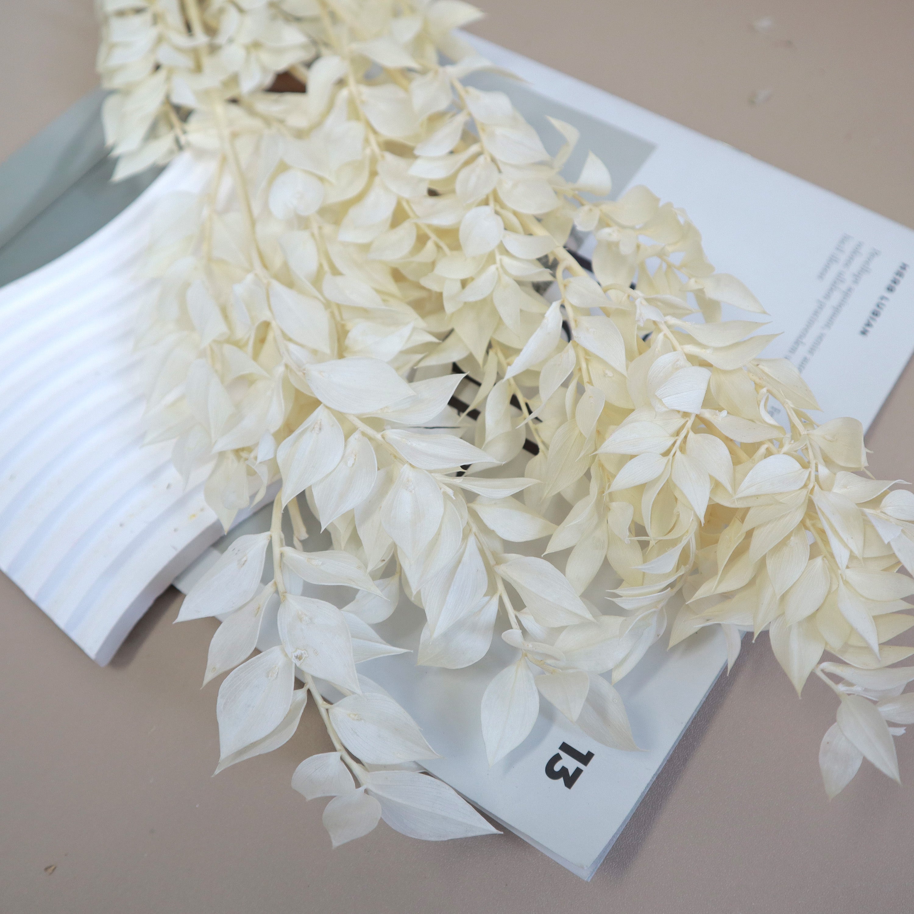 Italian Ruscus Creamy White