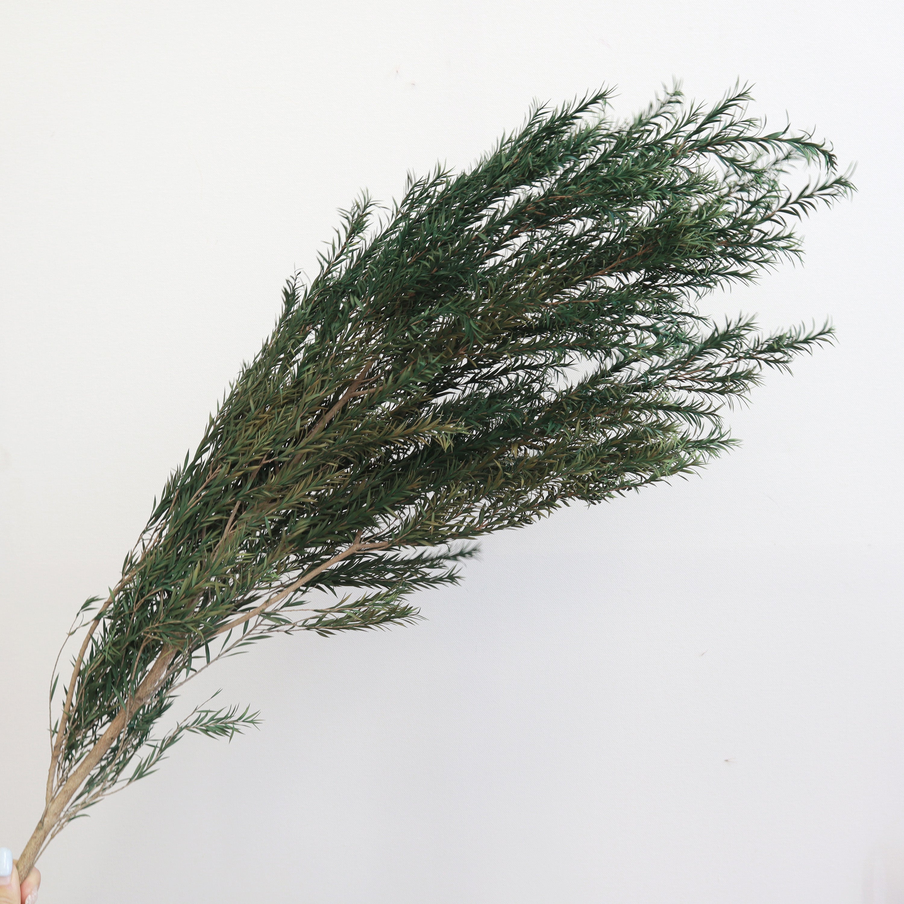 Melaleuca Bracteata Green