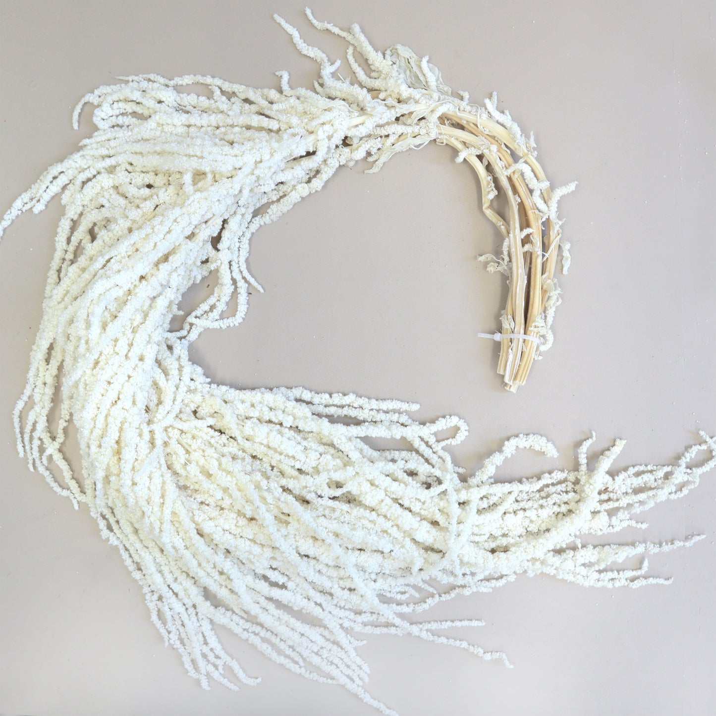 Amaranthus Off White