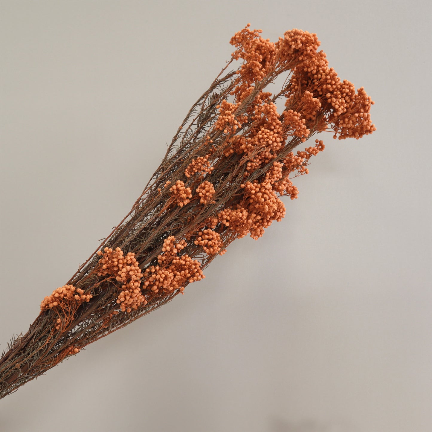 Rice Flower Orange