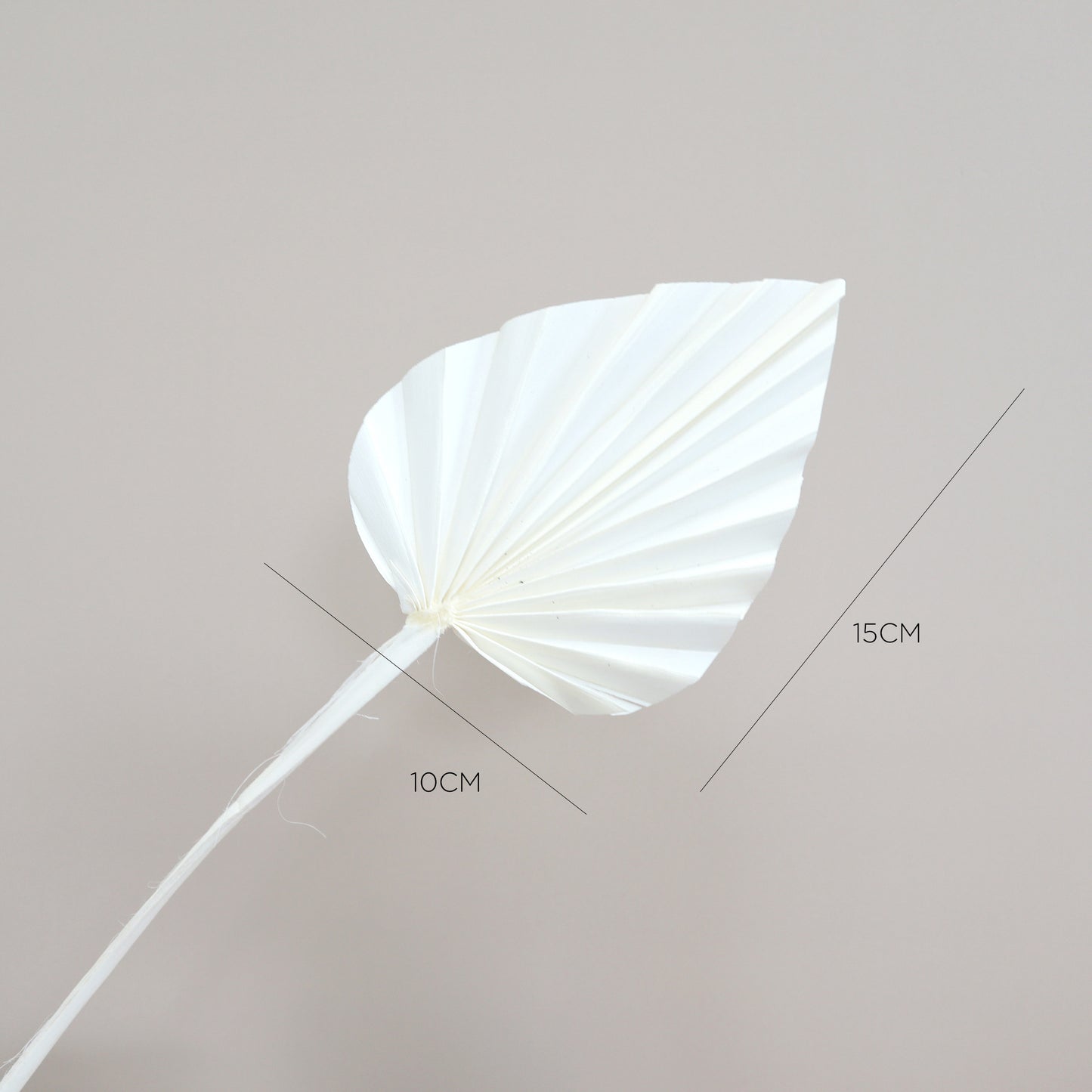 10 of Palm Leaf Small Bleached White