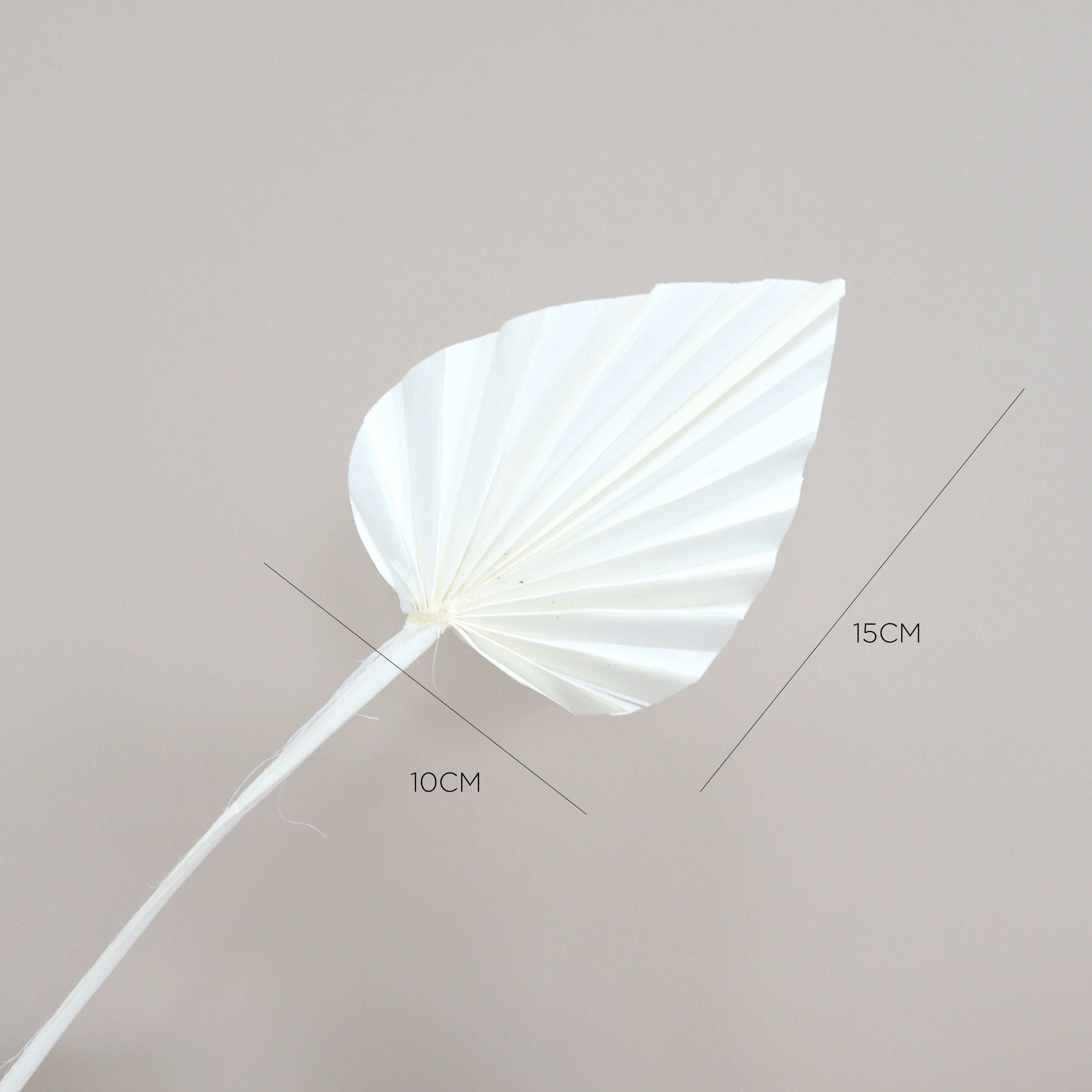 Palm Leaf Small Bleached White