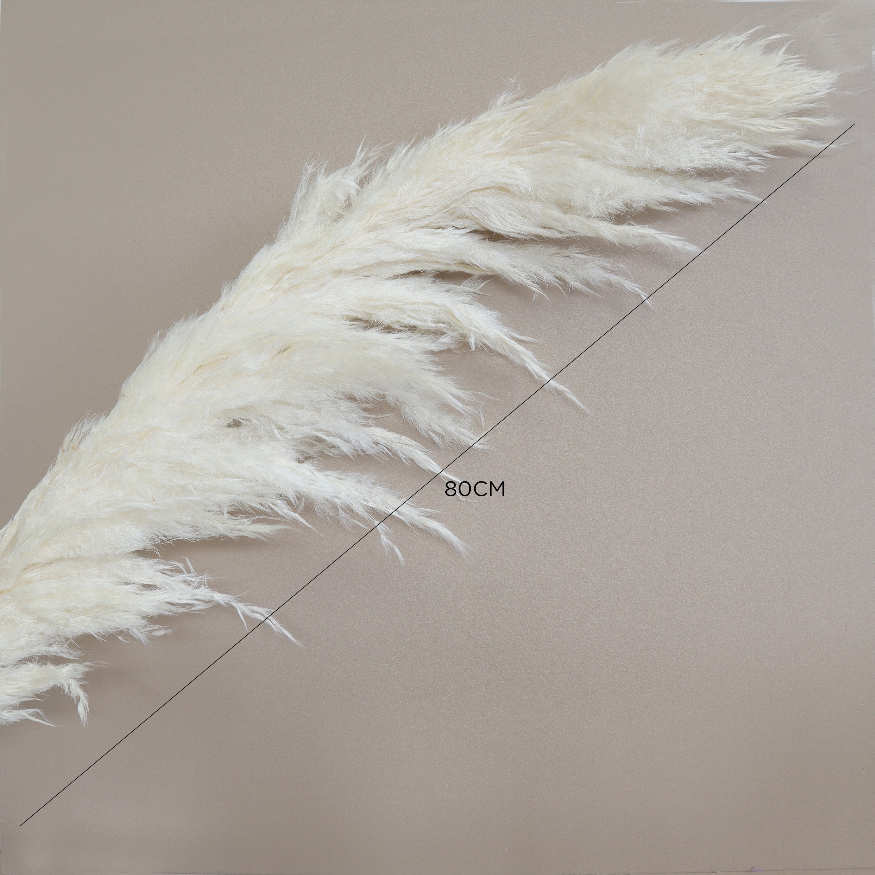 Pampas Grass Creamy White