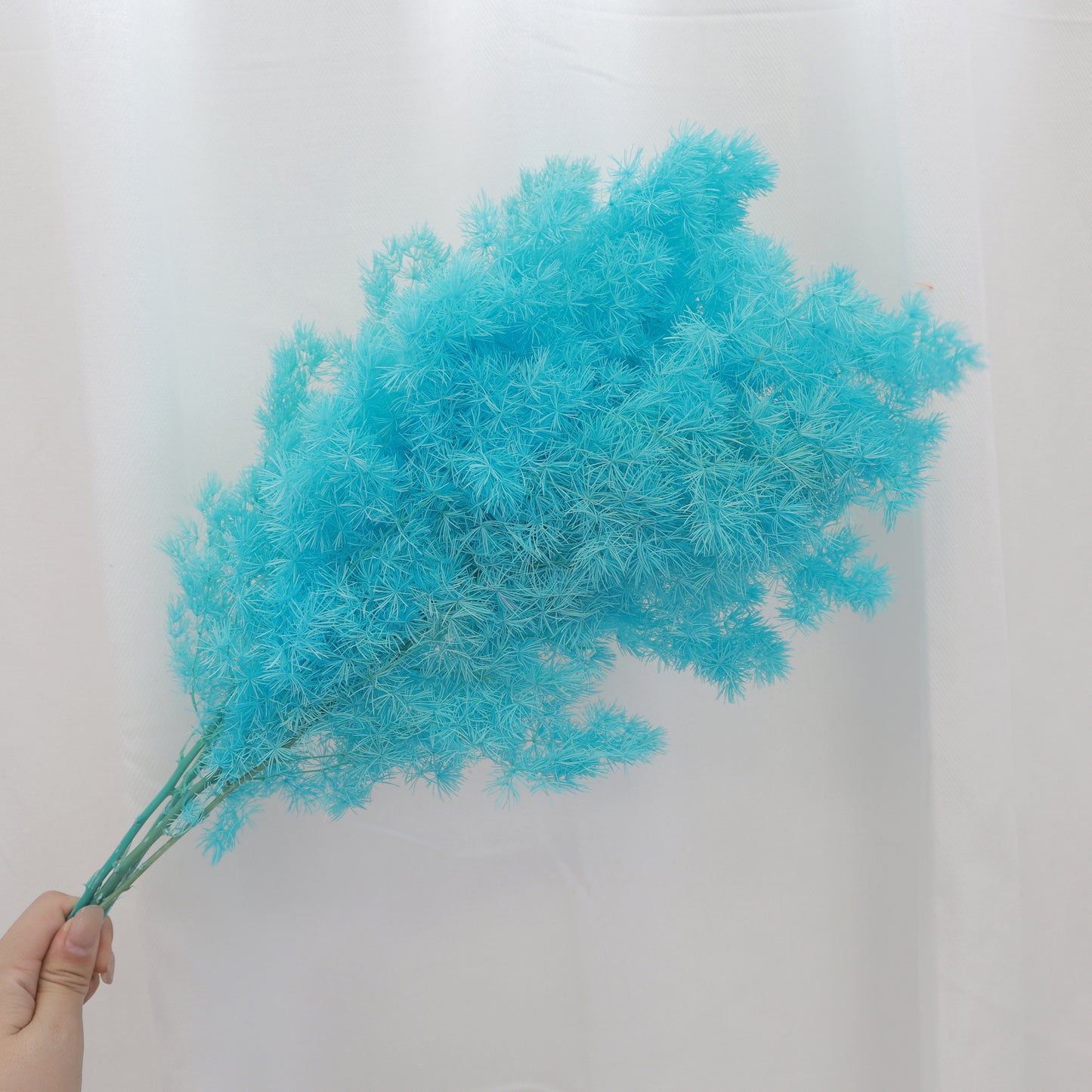 Ming Fern Aqua