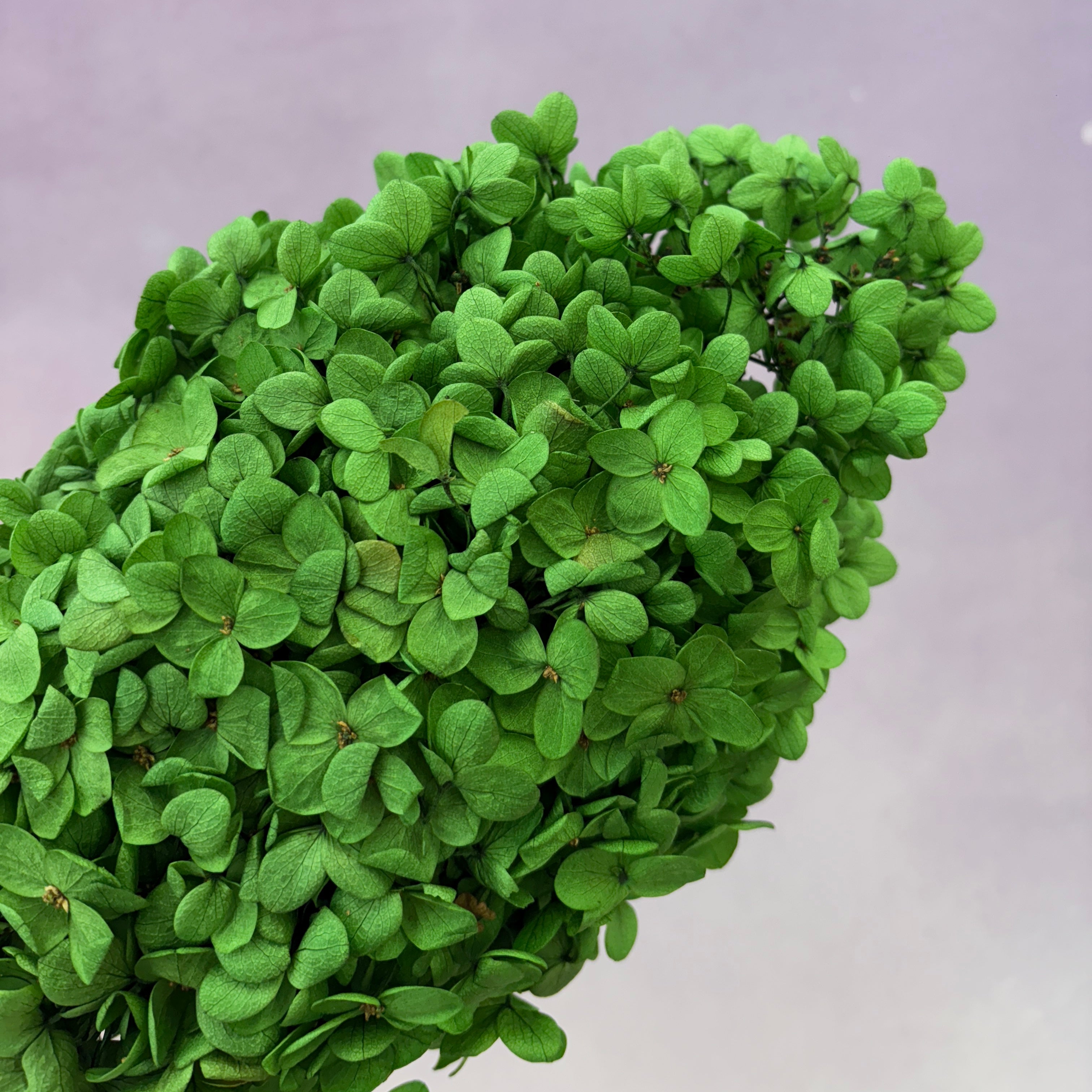 Paniculata Hydrangea Grass Green