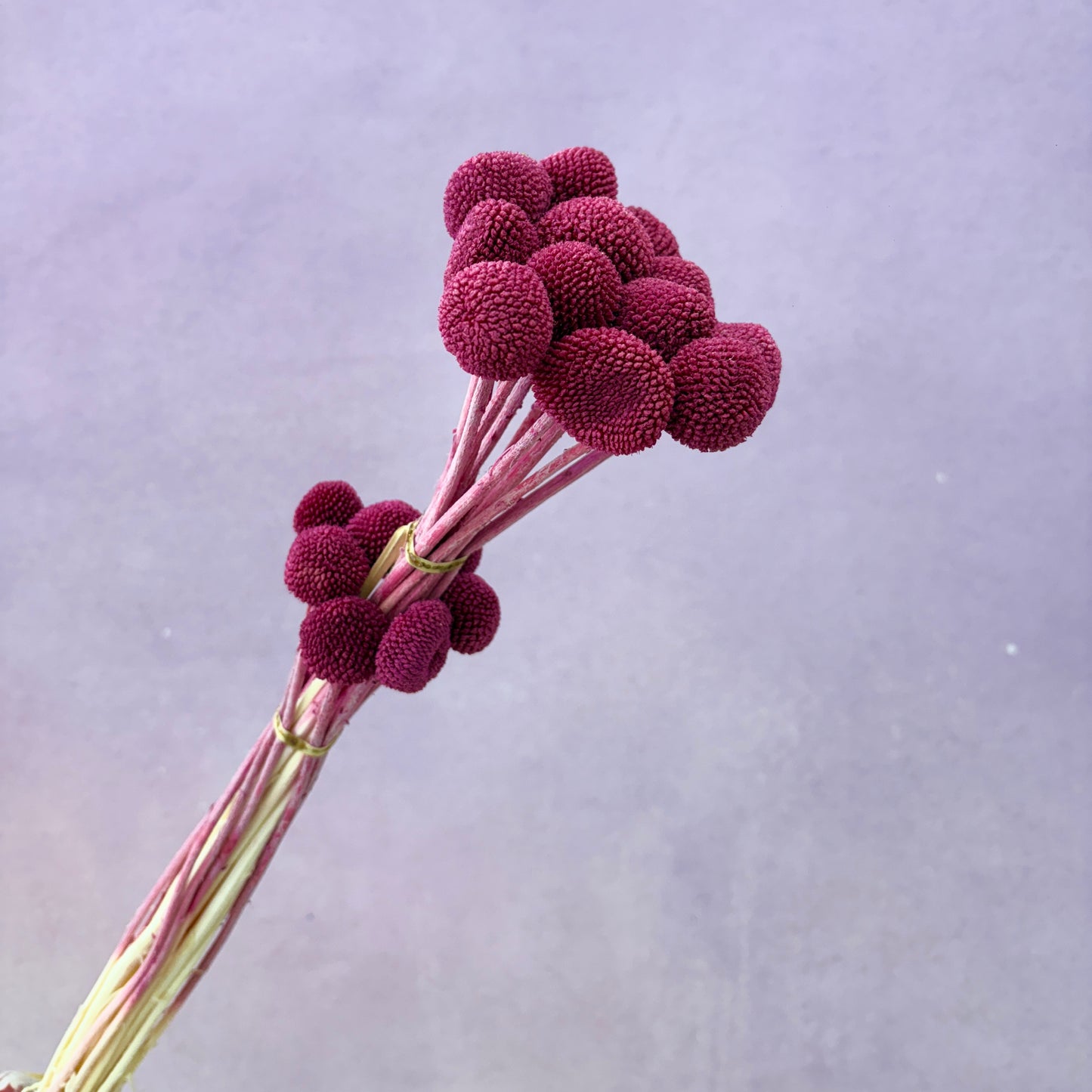 Billy Button Burgundy