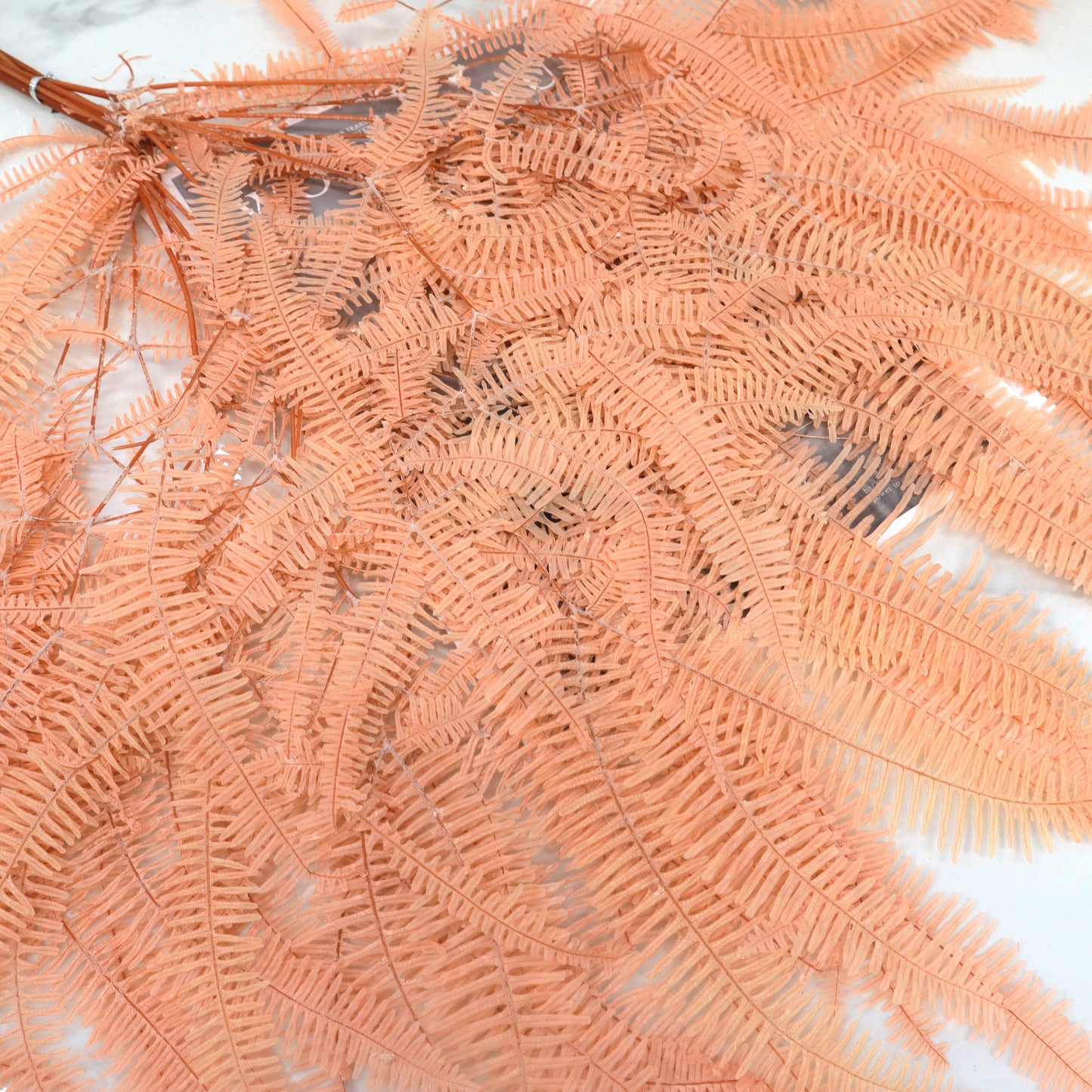 Mountain Fern Coral