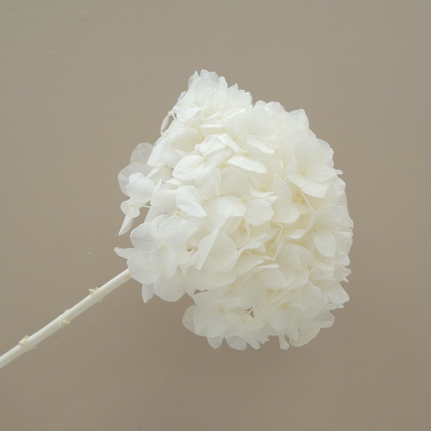Hydrangea Bigleaf Off White