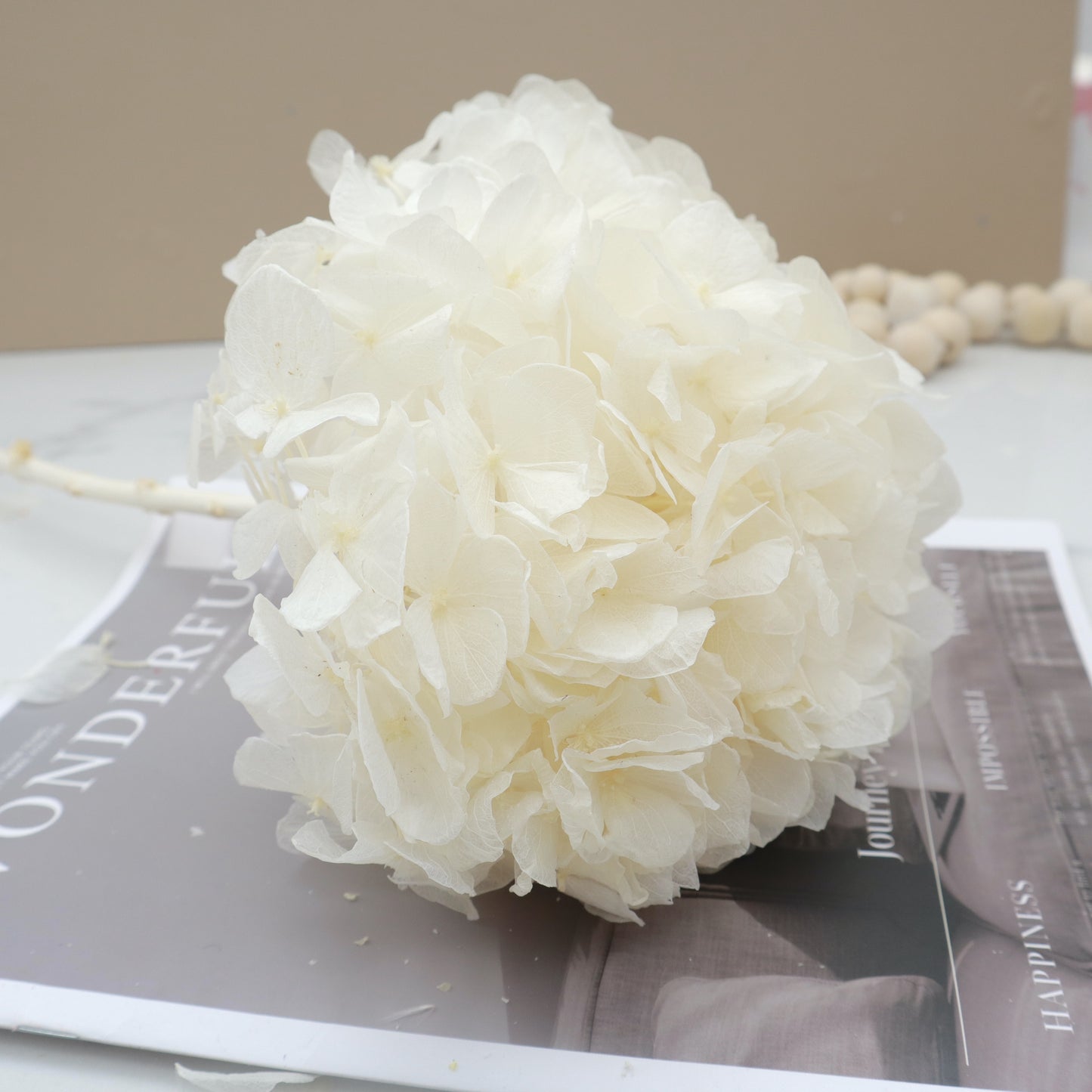 Hydrangea Bigleaf Off White