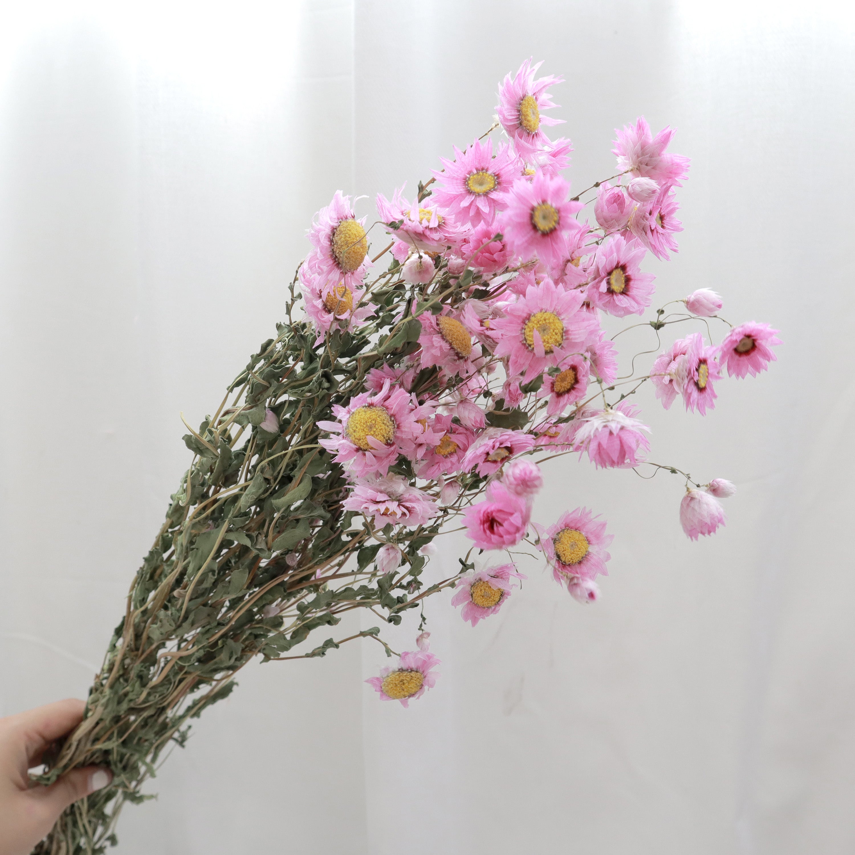 Daisy Mauve
