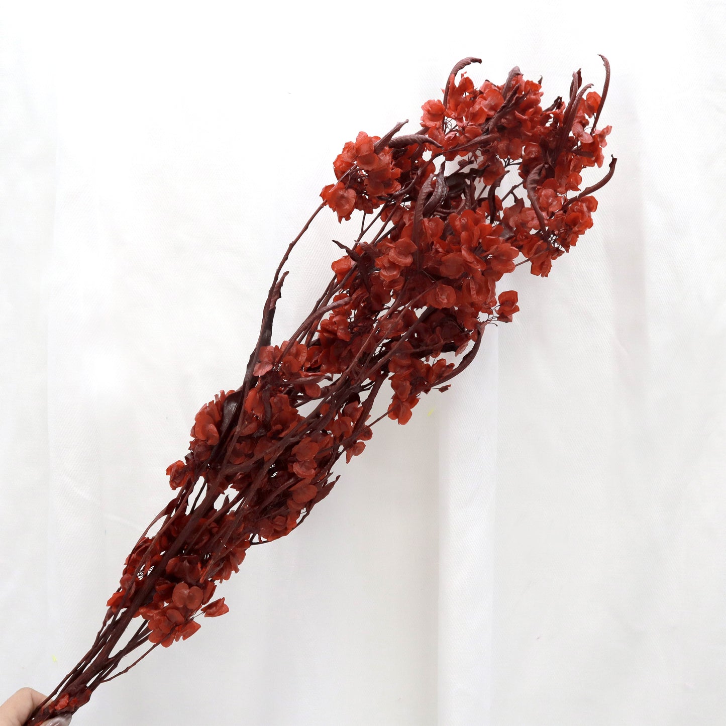 Dodonaea Wine Red Small