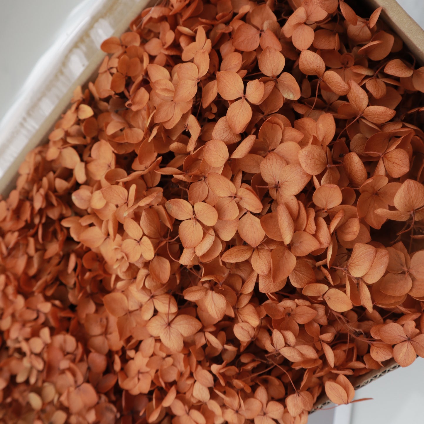 Annabelle Hydrangea 100g Box Orange