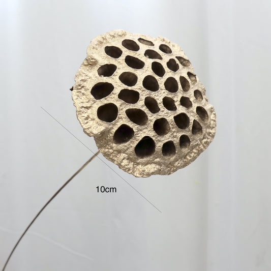 Lotus Pods Large Gold